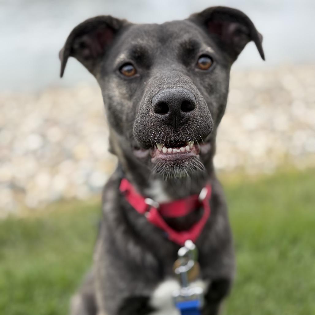 Tina, Adoptable, Young Female Shepherd.