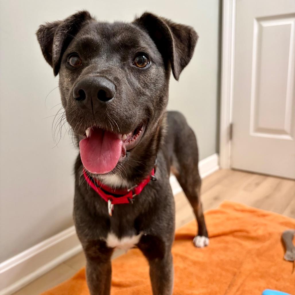 Enlarge Tina, a Adoptable Shepherd in Avon, OH image 2/6
