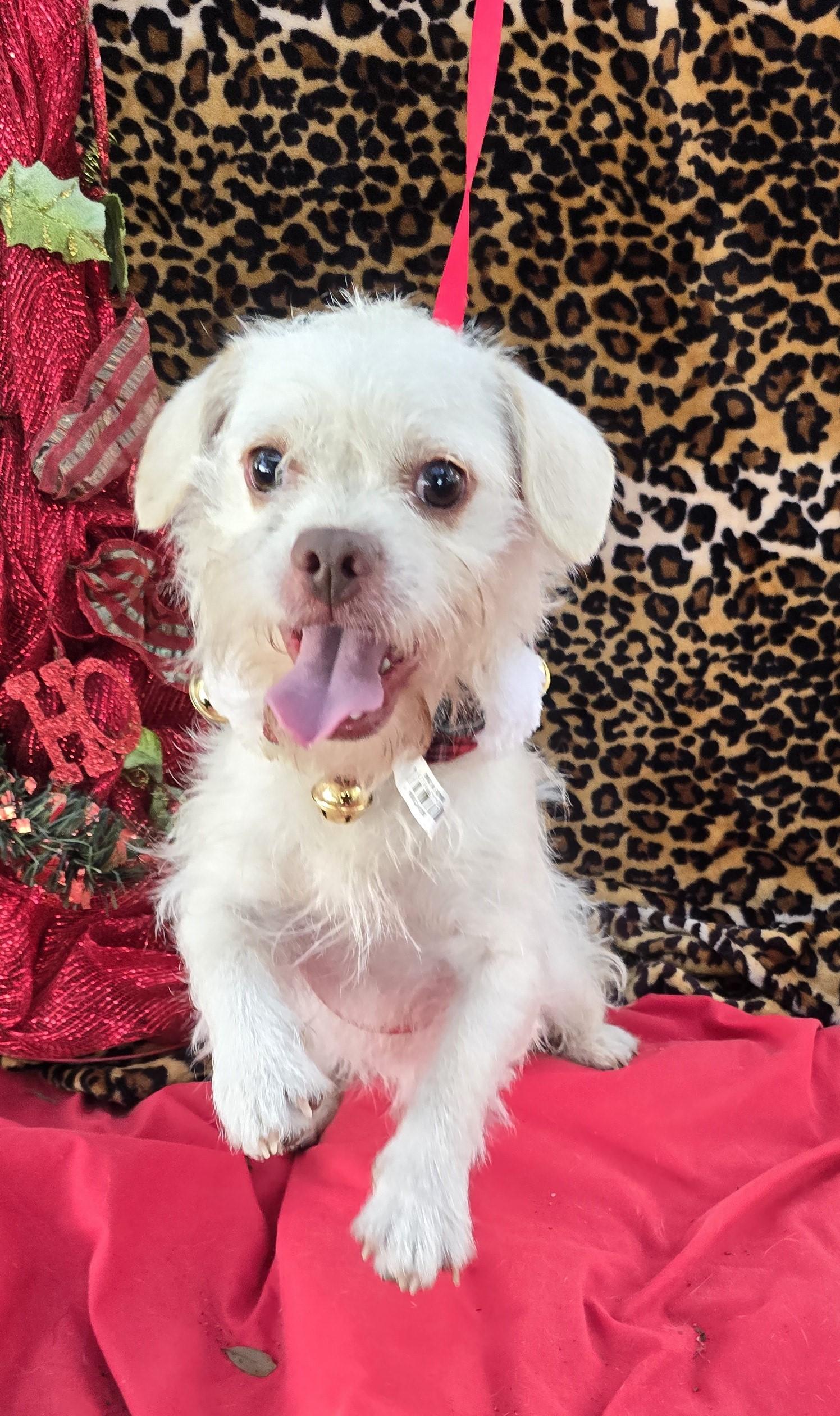 Ketano Wat thumbnail 4