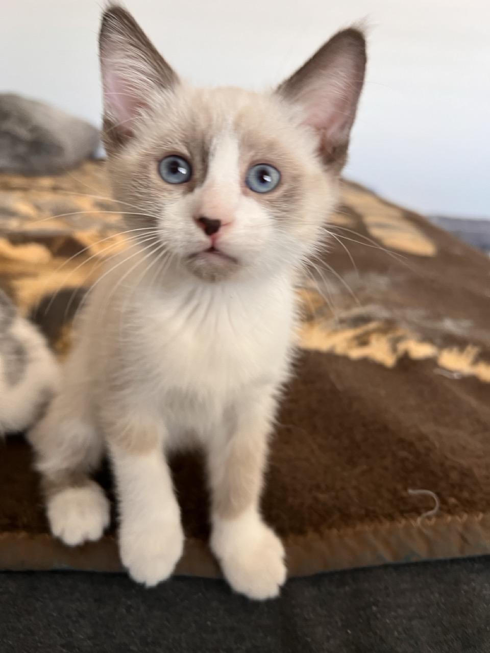 Annabelle, Adopted, Kitten Female Domestic Short Hair.