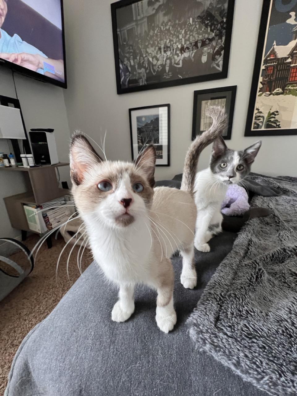 Enlarge Annabelle, a Adopted Domestic Short Hair in Las Vegas, NV image 2/2