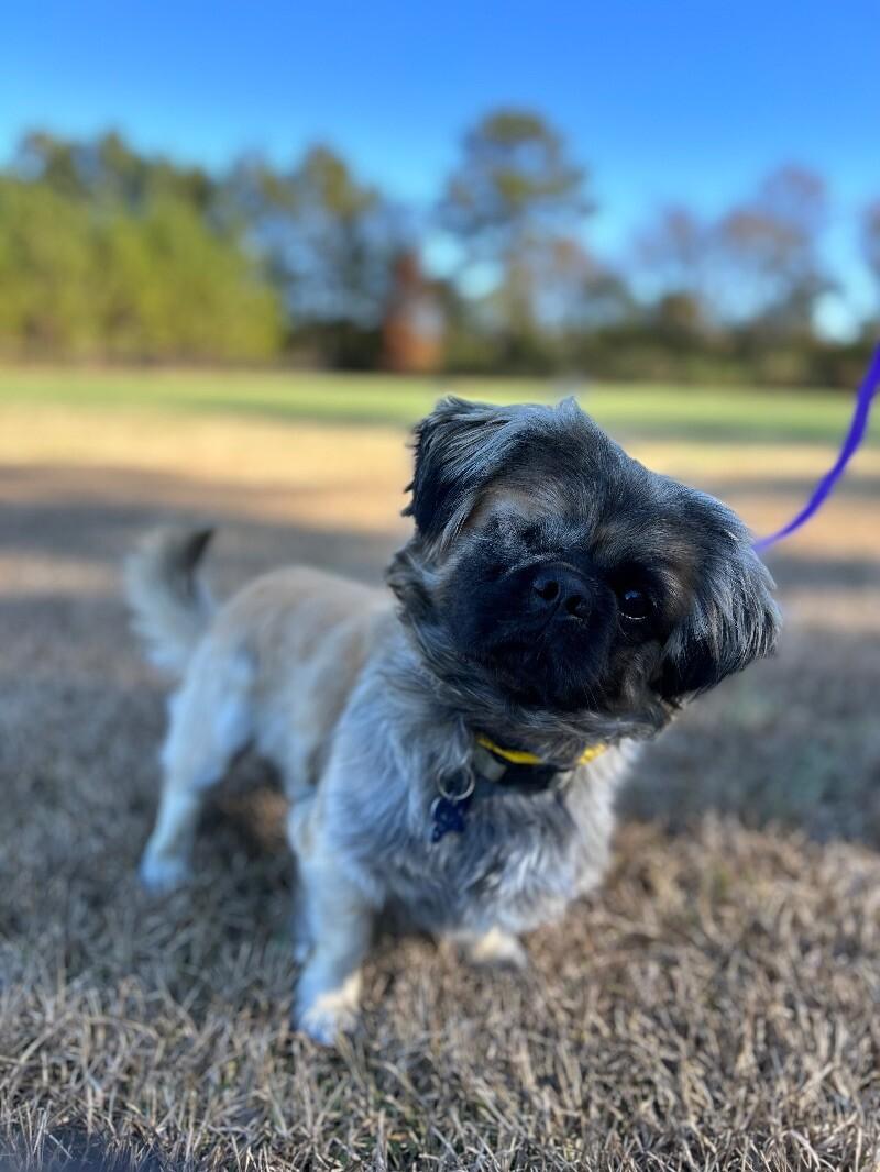Jack, a Adoptable Pekingese in Berkeley Heights, NJ image 1/5