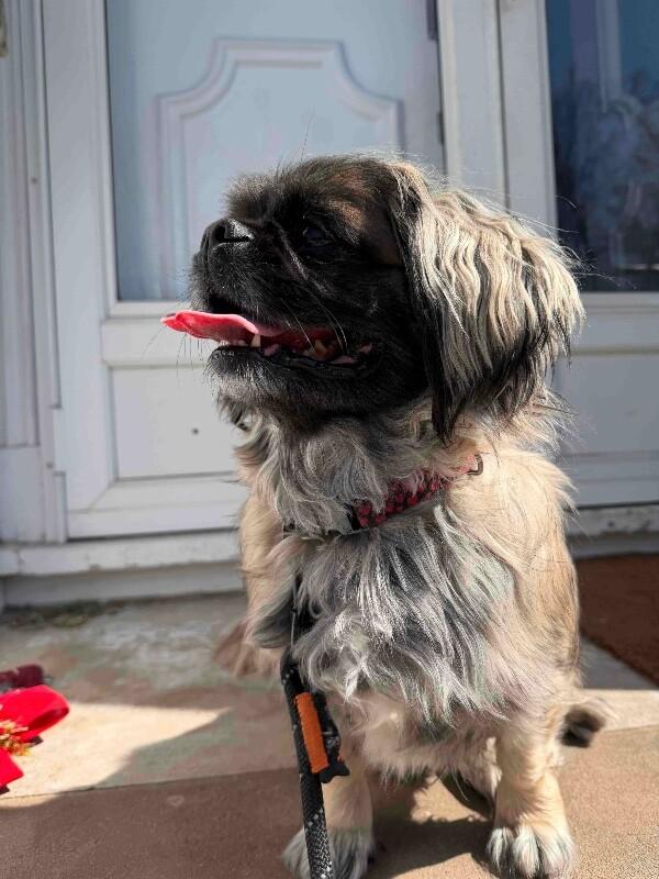 Jack, a Adoptable Pekingese in Berkeley Heights, NJ image 2/5