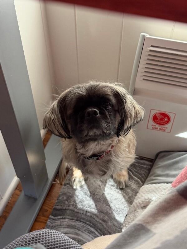 Jack, a Adoptable Pekingese in Berkeley Heights, NJ image 3/5