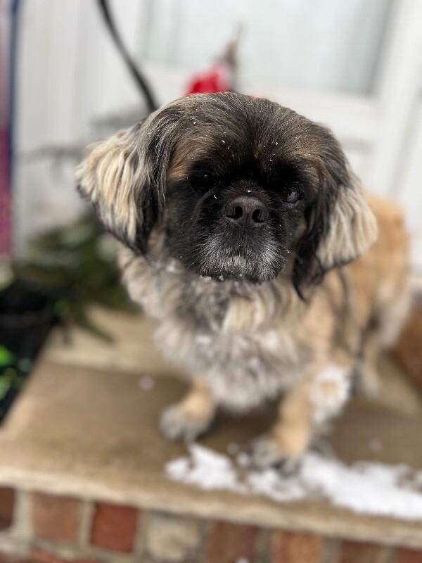 Jack, a Adoptable Pekingese in Berkeley Heights, NJ image 4/5