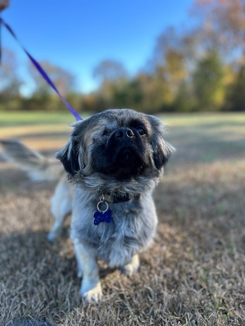 Jack, a Adoptable Pekingese in Berkeley Heights, NJ image 5/5