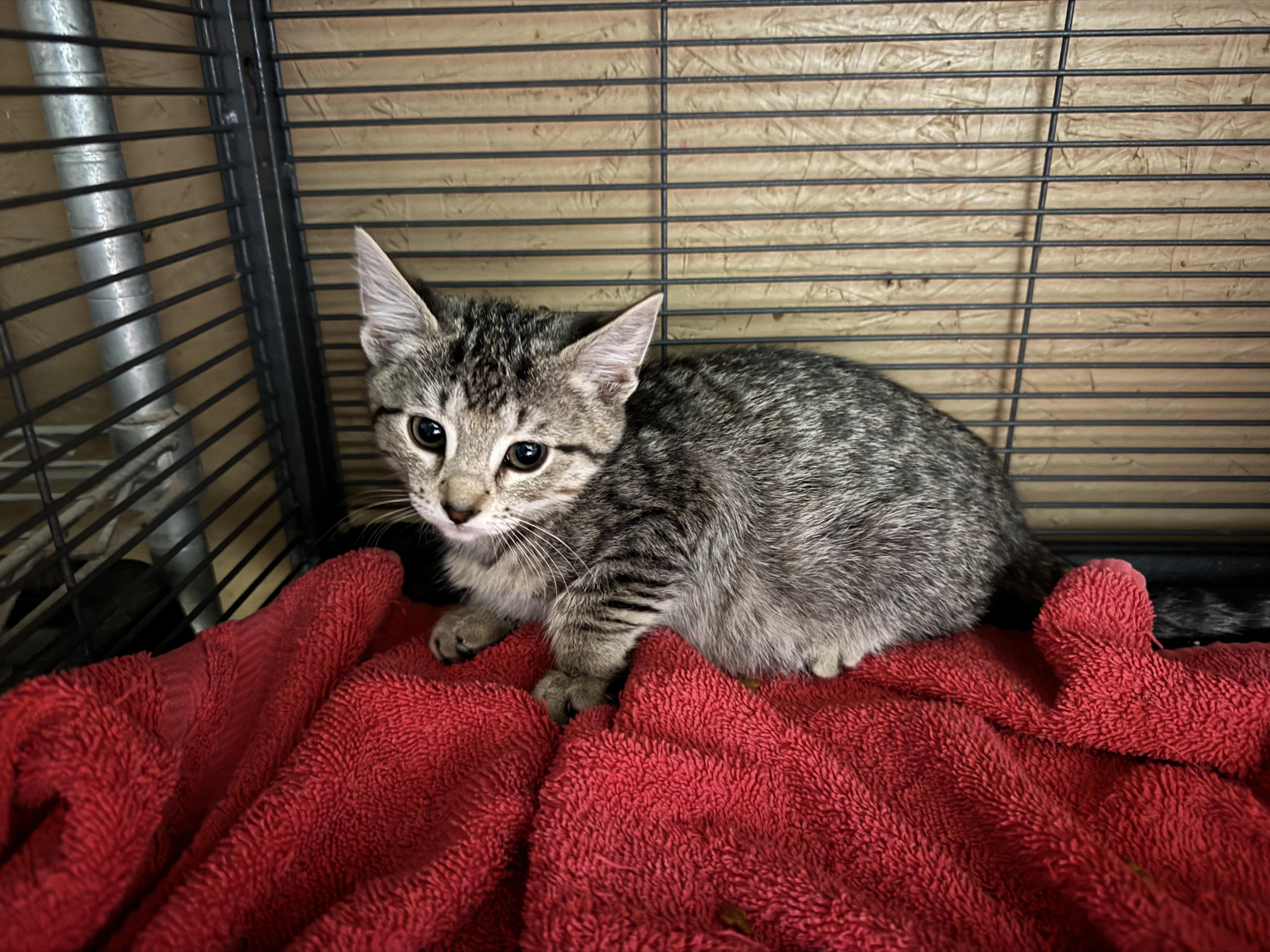Alexis, ADOPTABLE, Kitten Female Domestic Short Hair.