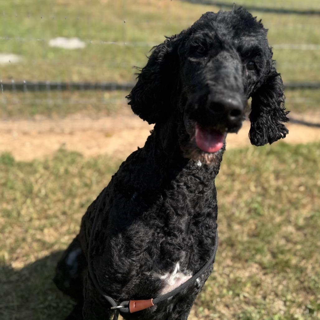 Big Toby thumbnail 3