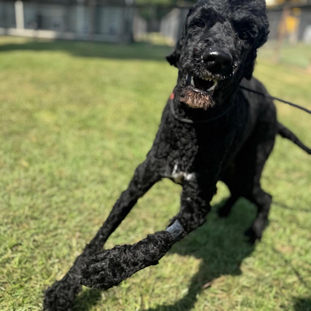 Big Toby thumbnail 4