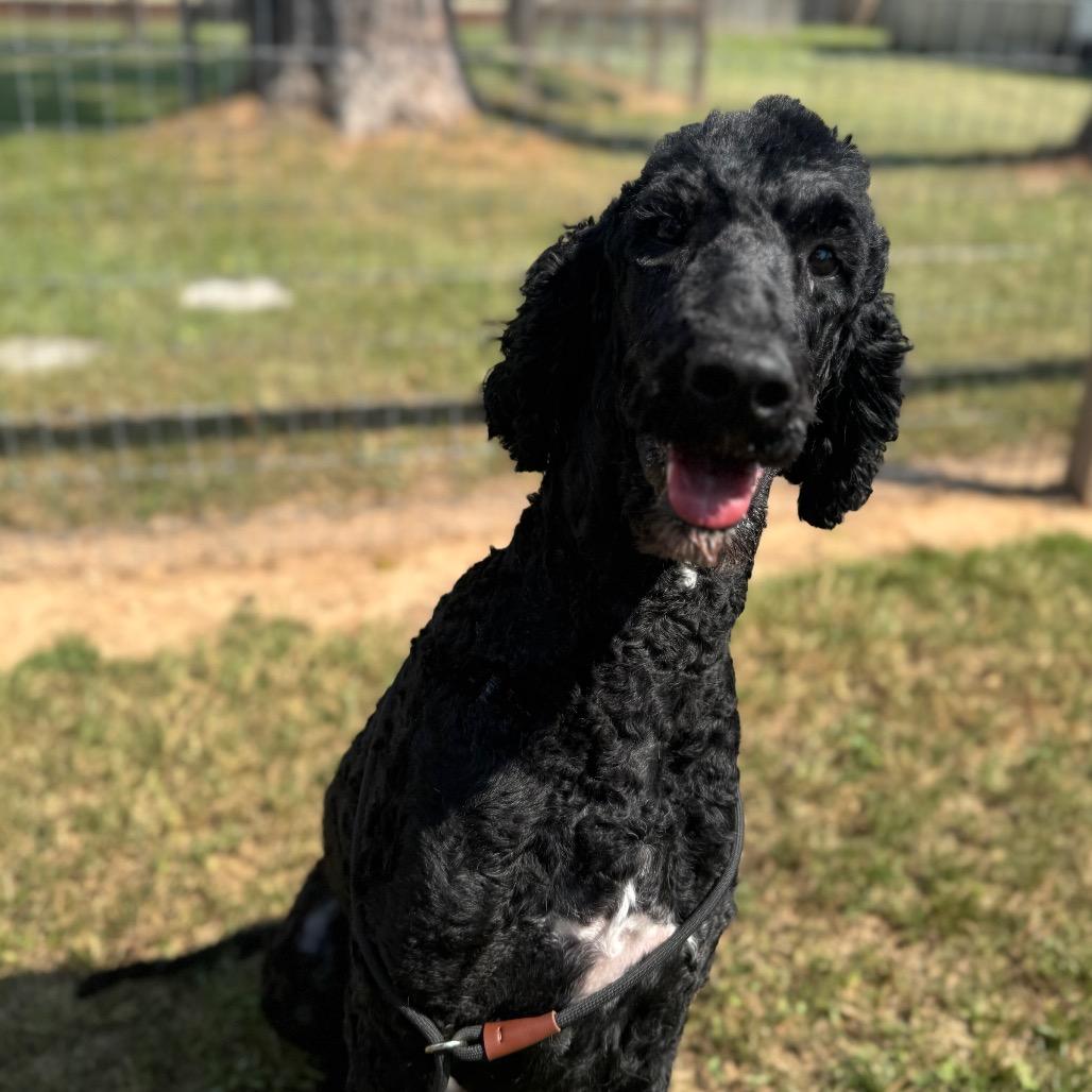 Big Toby thumbnail 5