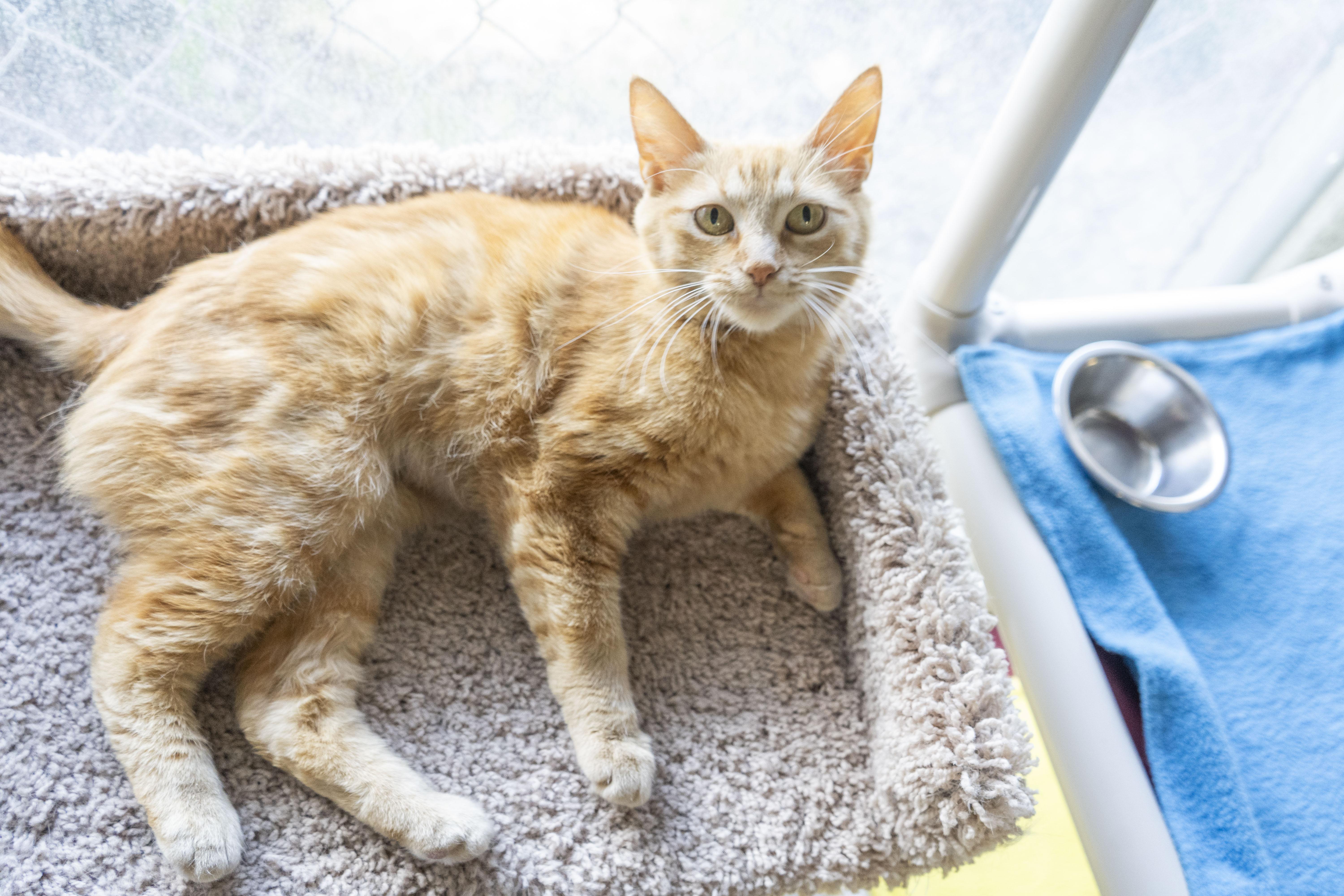 Nemo, an adoptable Domestic Short Hair in Boise, ID, 83709 | Photo Image 2