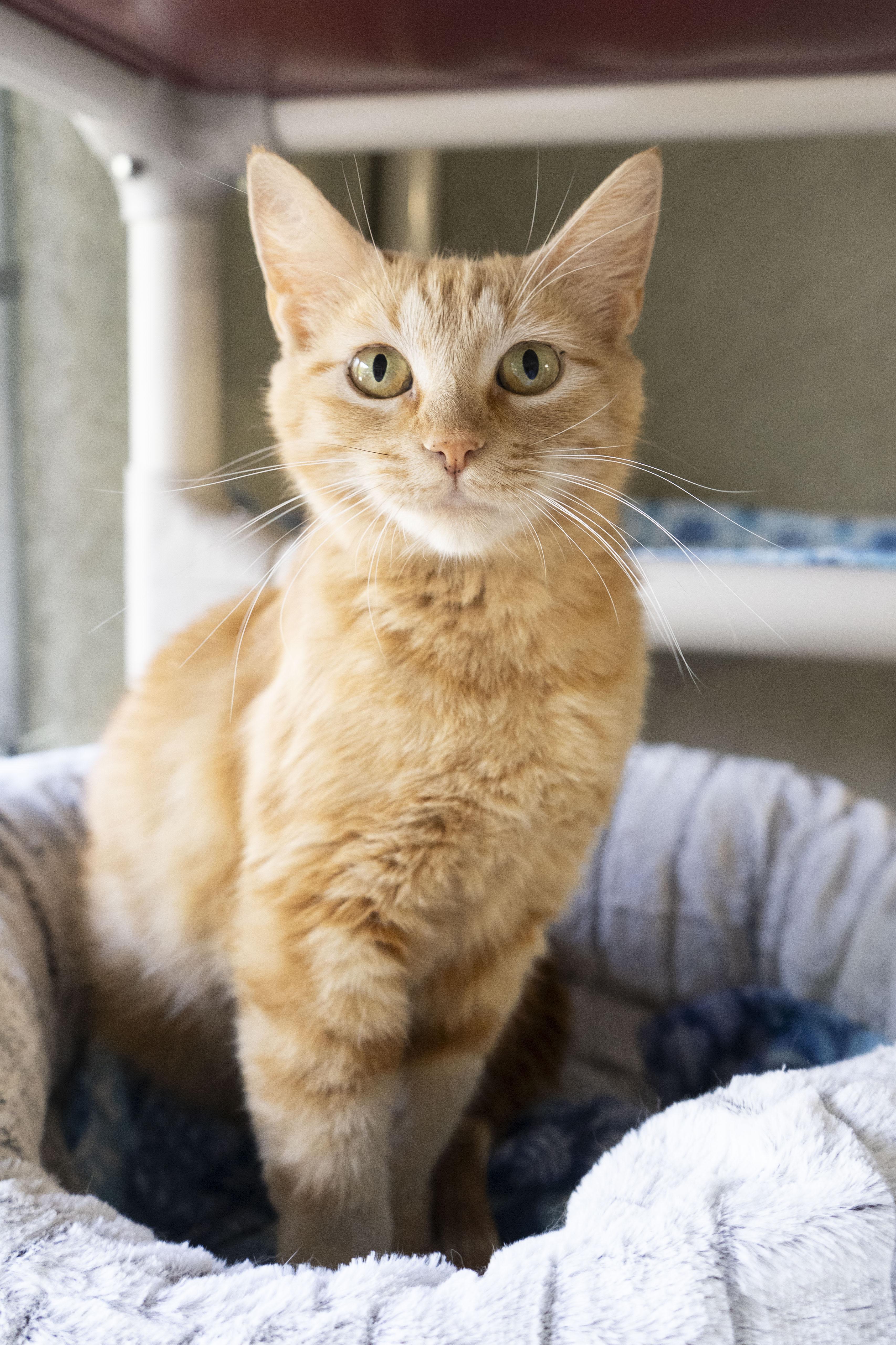 Nemo, an adoptable Domestic Short Hair in Boise, ID, 83709 | Photo Image 1