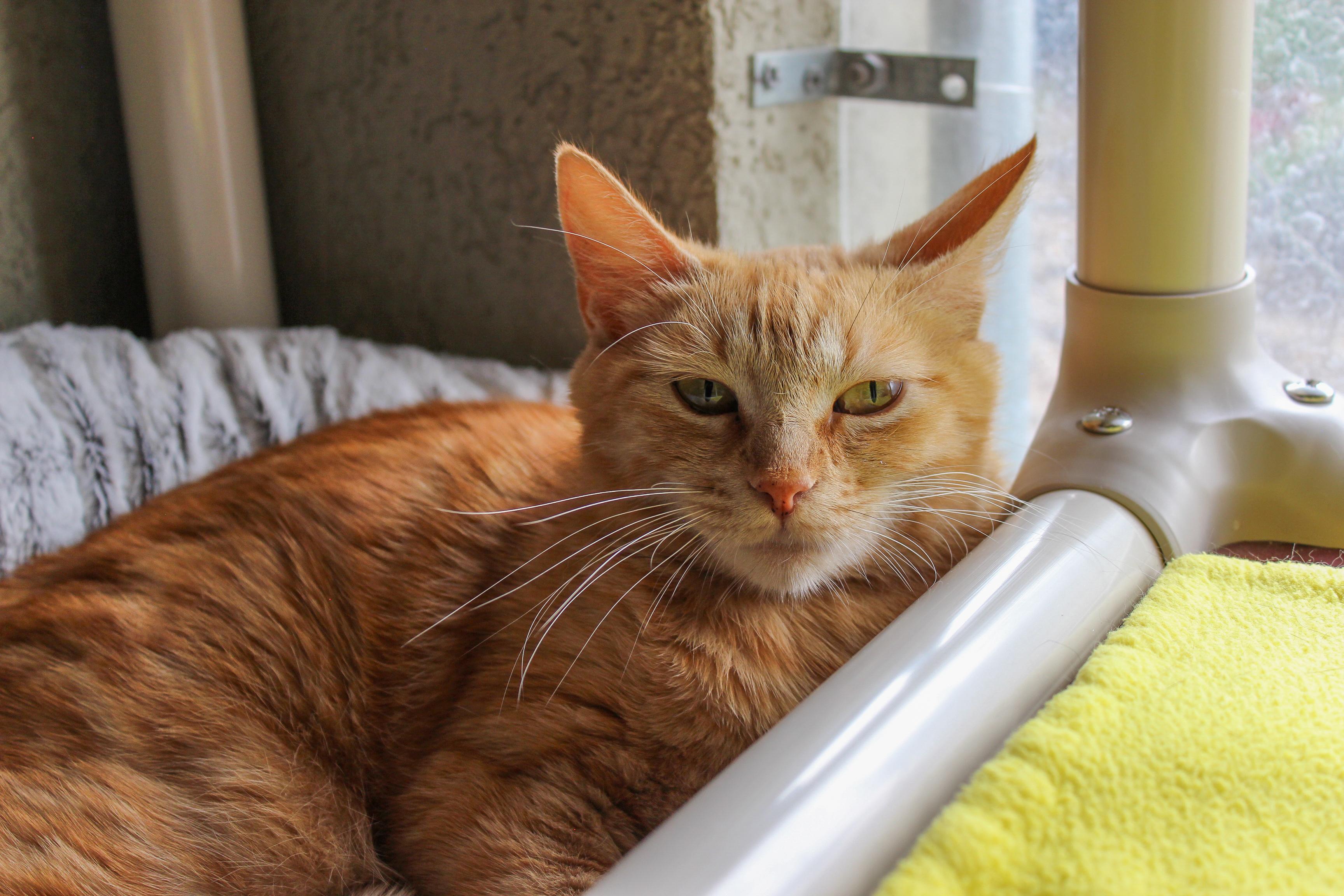 Nemo, an adoptable Domestic Short Hair in Boise, ID, 83709 | Photo Image 4