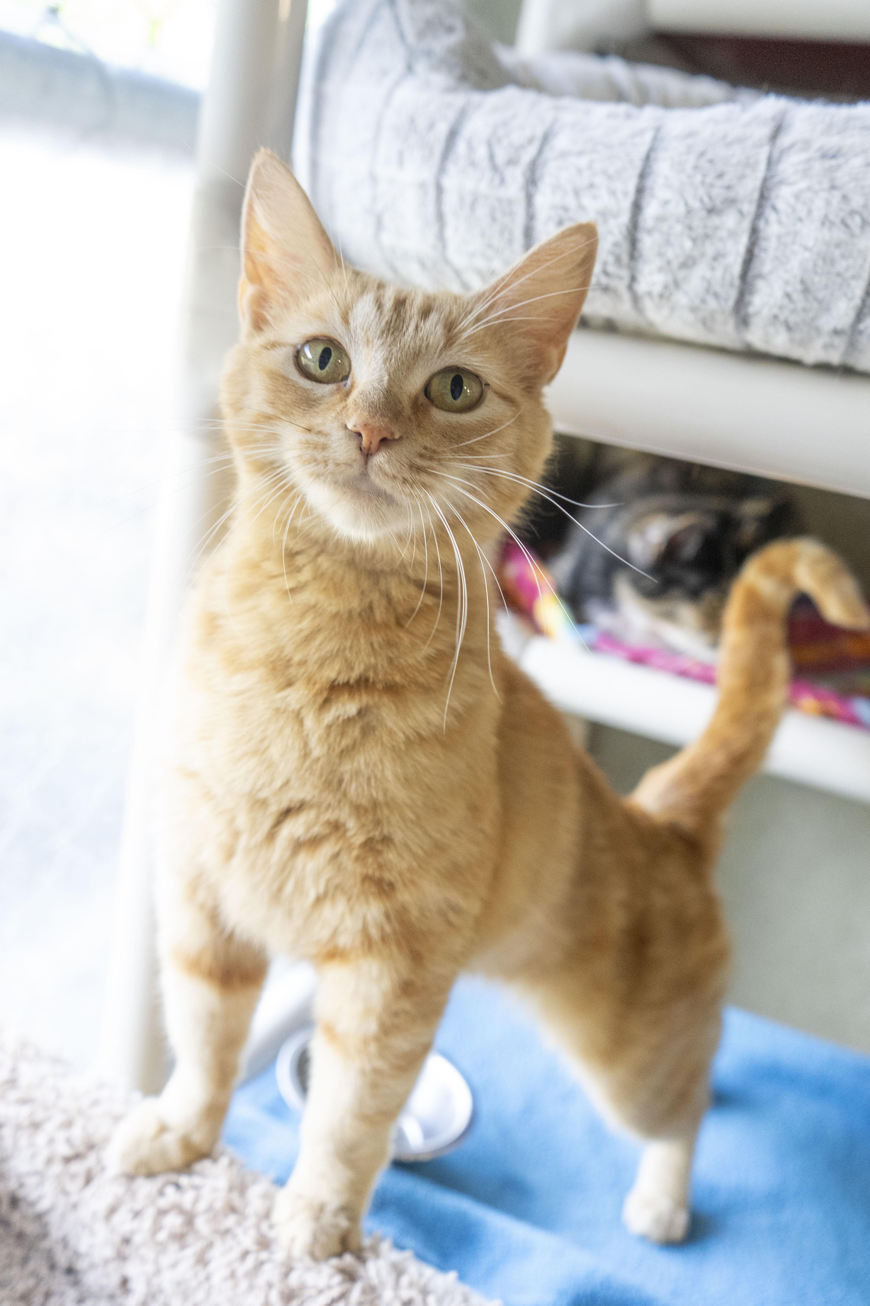 Nemo, an adoptable Domestic Short Hair in Boise, ID, 83709 | Photo Image 3