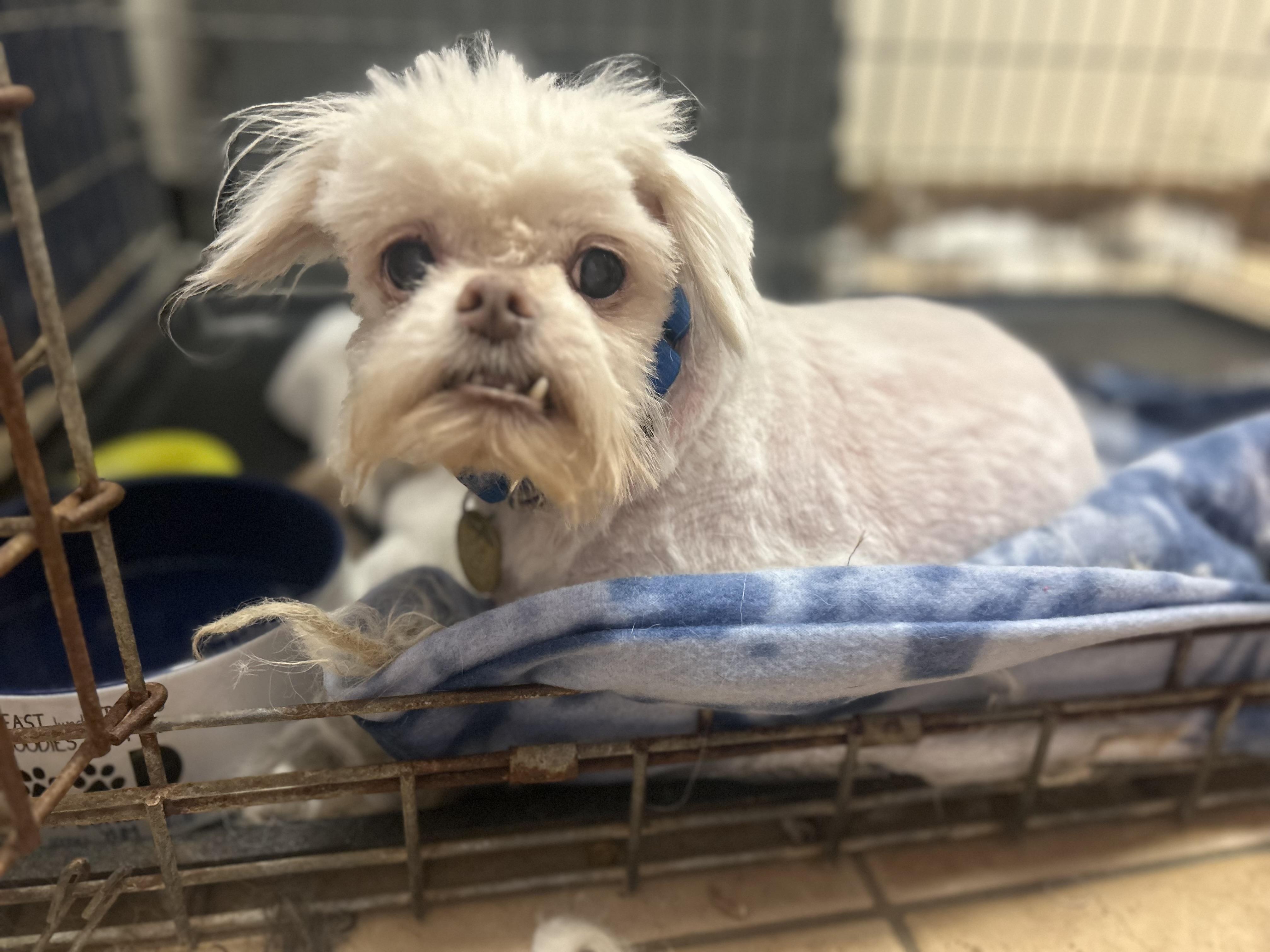 Chumley, an adoptable Maltese, Pekingese in Oak Ridge, NJ, 07438 | Photo Image 4