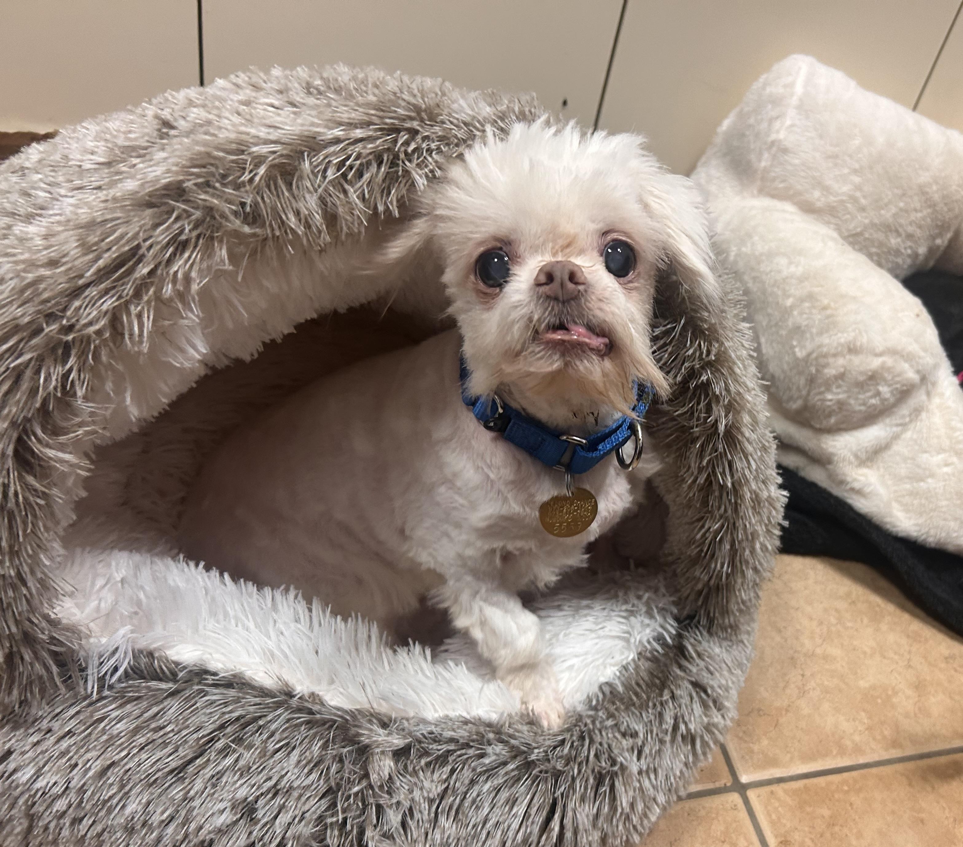 Chumley, an adoptable Maltese, Pekingese in Oak Ridge, NJ, 07438 | Photo Image 3