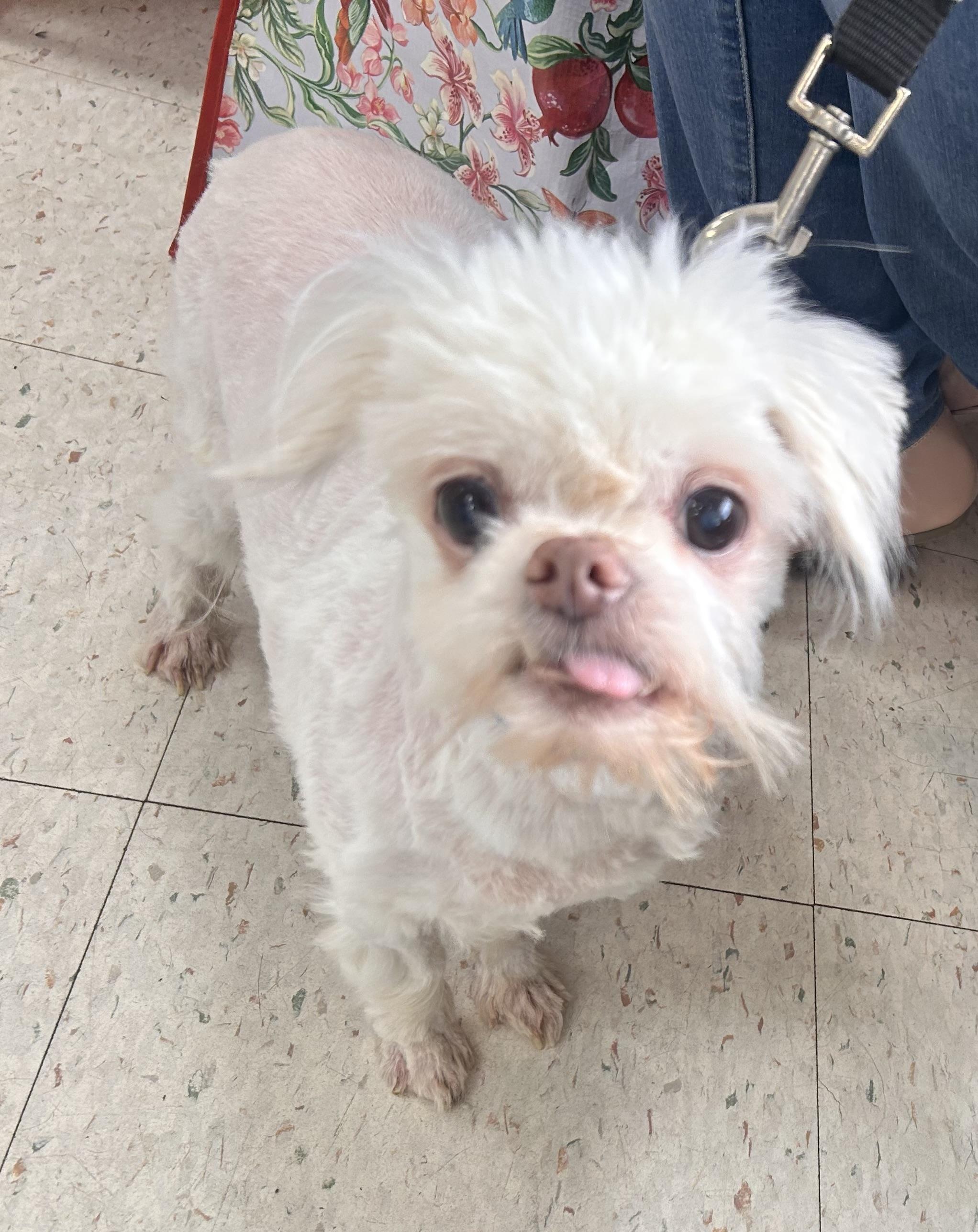 Chumley, an adoptable Maltese, Pekingese in Oak Ridge, NJ, 07438 | Photo Image 1