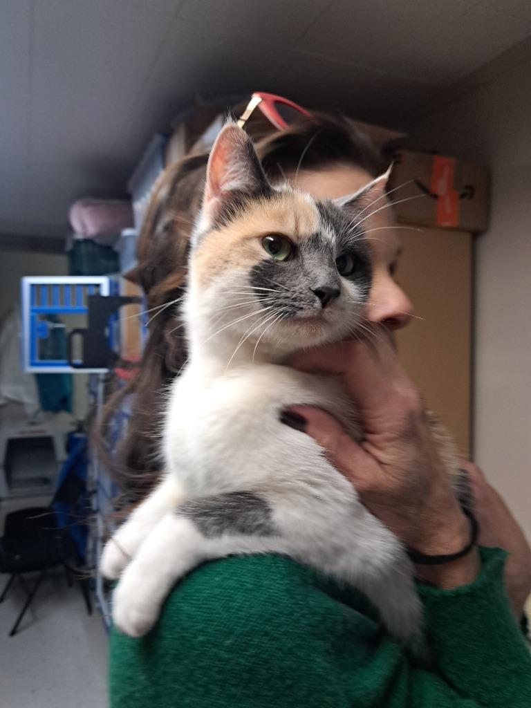 Spots, Adoptable, Adult Female Domestic Short Hair.