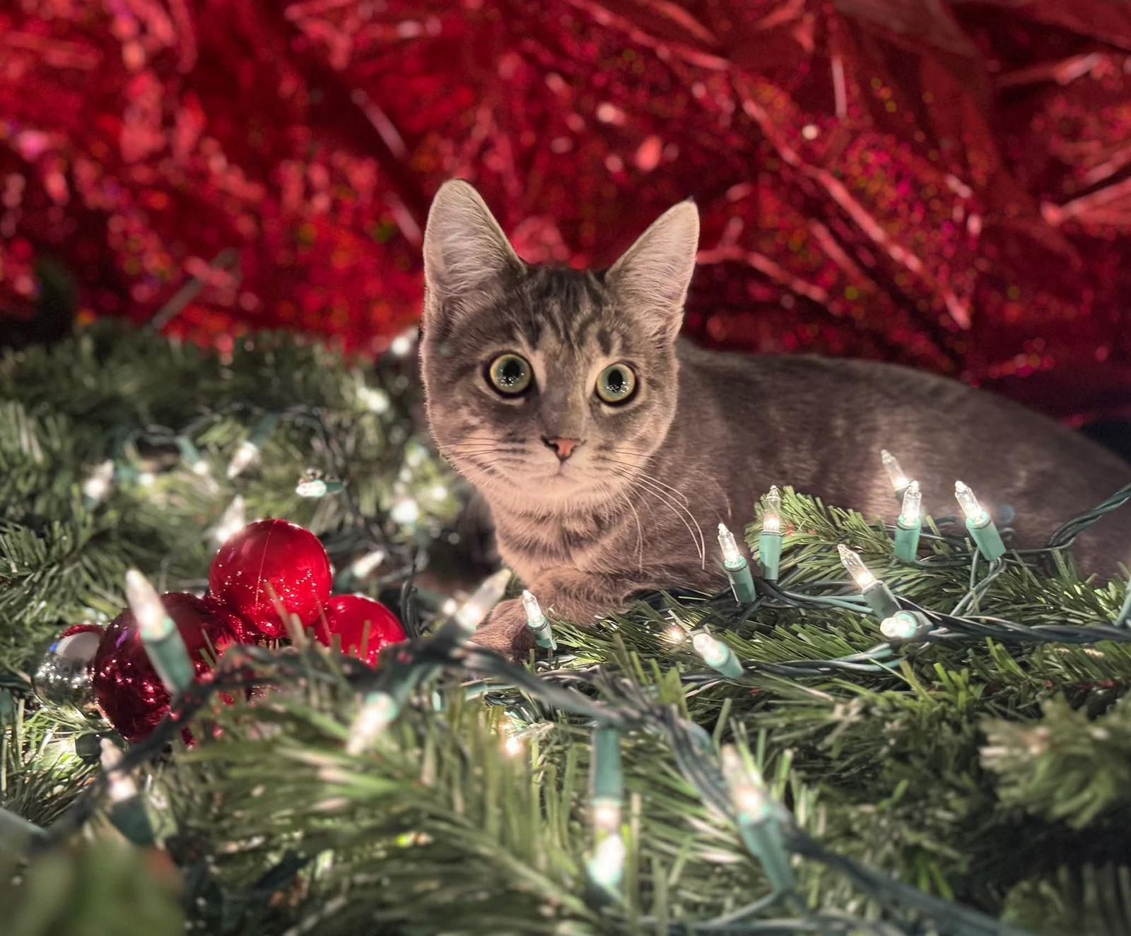 Cholula, Adoptable, Kitten Female Tabby & Domestic Short Hair.