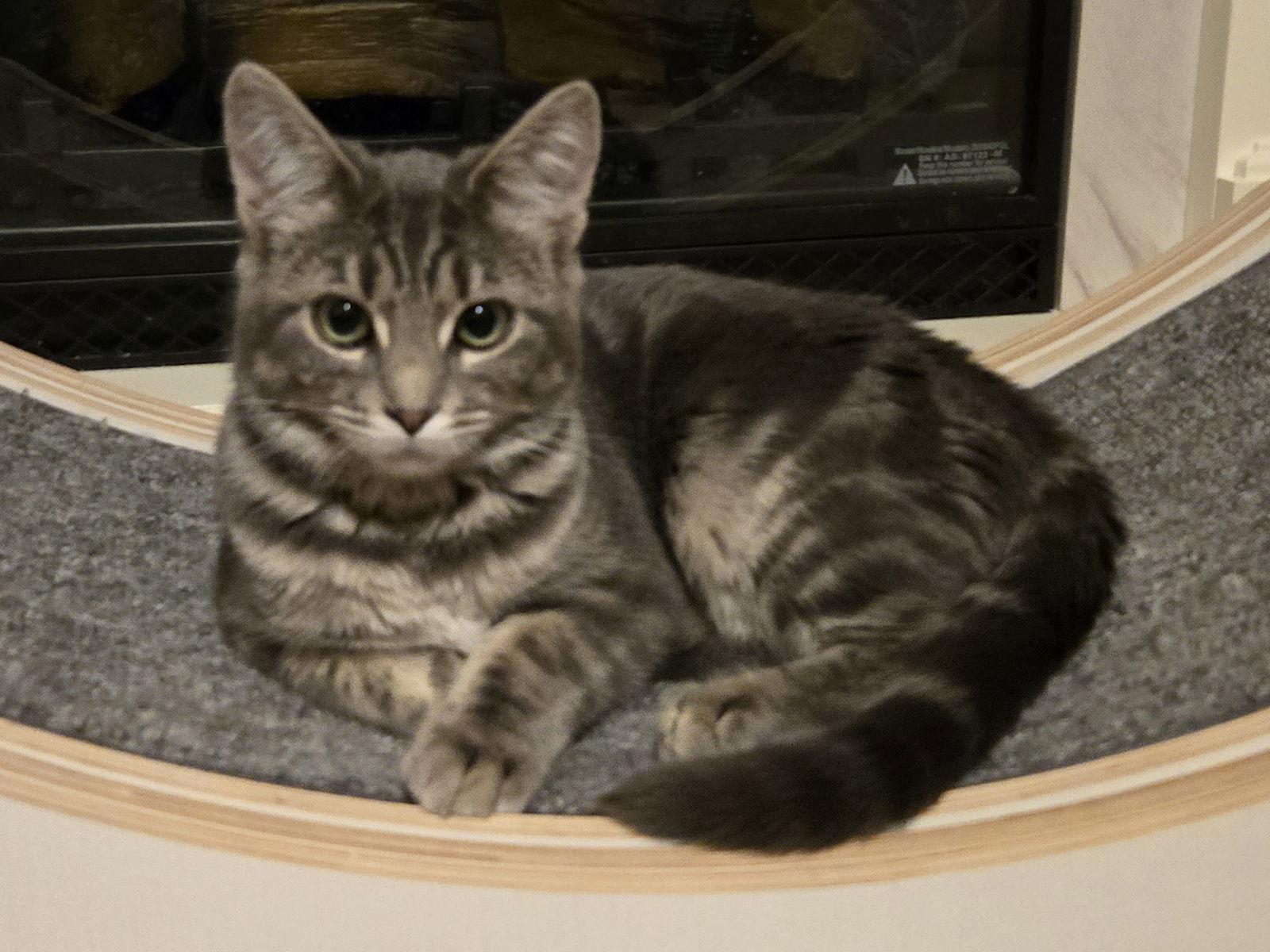 Cholula, a Adoptable mixed breed in Minneapolis, MN image 1/3