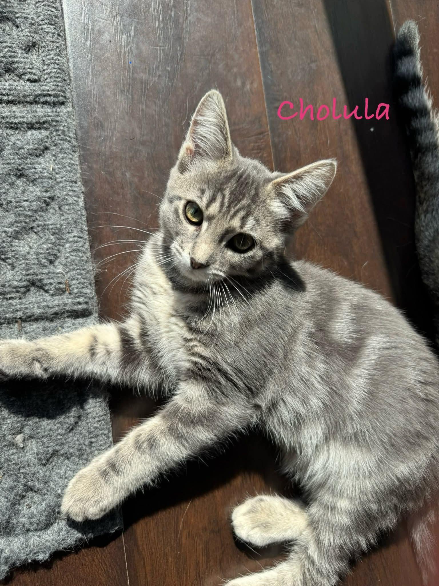 Cholula, a Adoptable mixed breed in Minneapolis, MN image 2/3