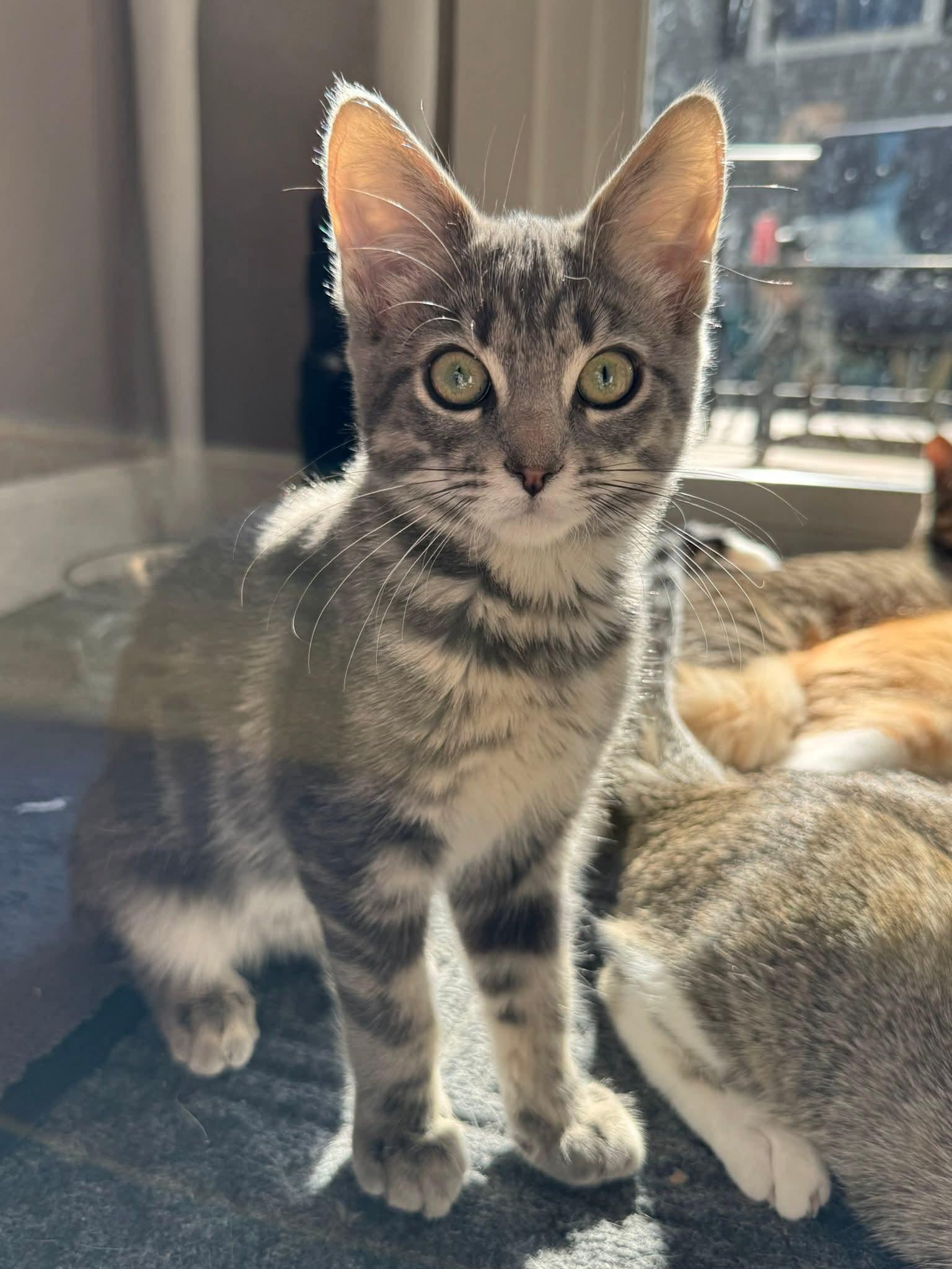 Cholula, a Adoptable mixed breed in Minneapolis, MN image 3/3