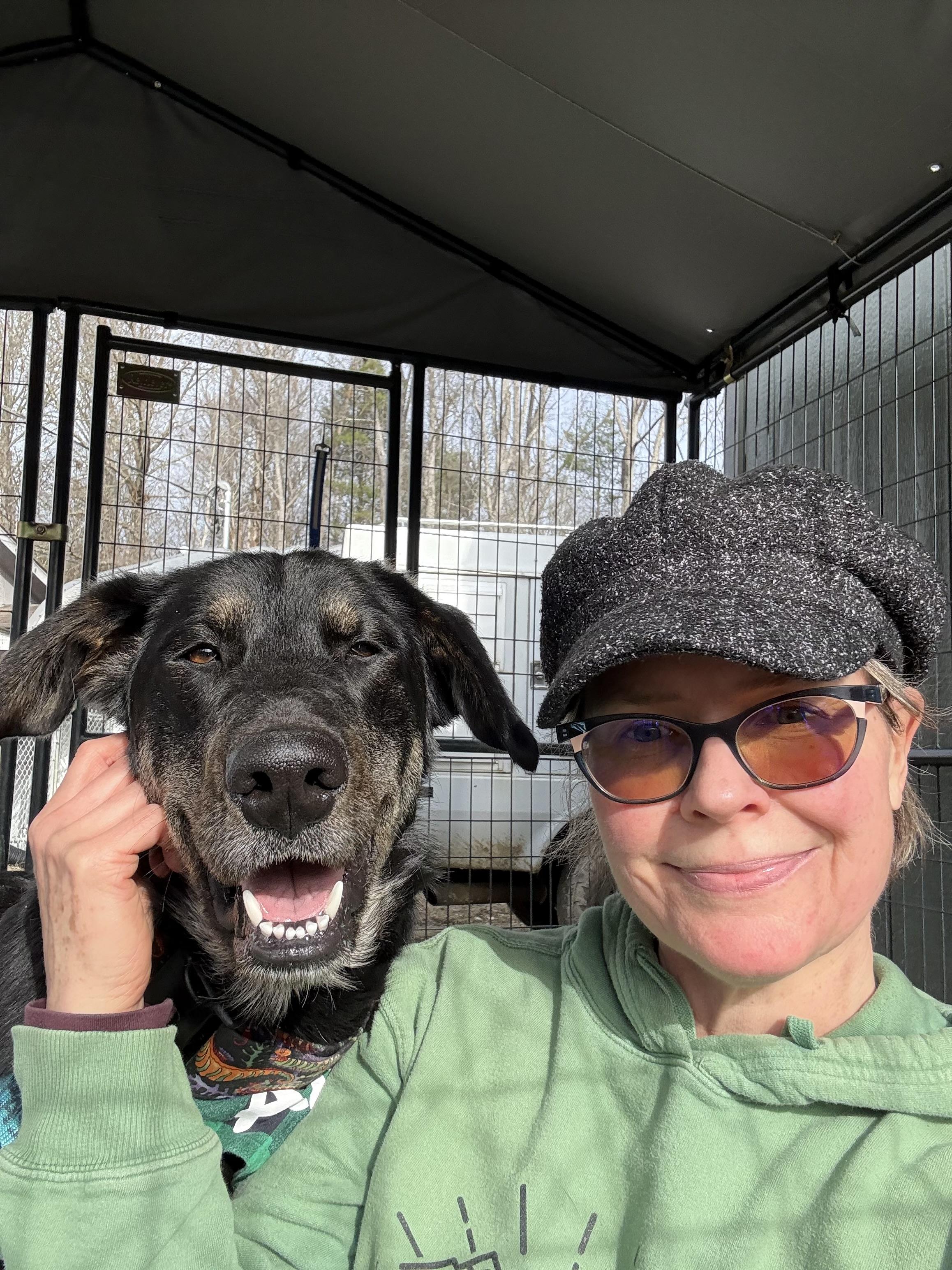 Enlarge Toaster Strudel , an adopted Shepherd in Marshall, NC image 4/6