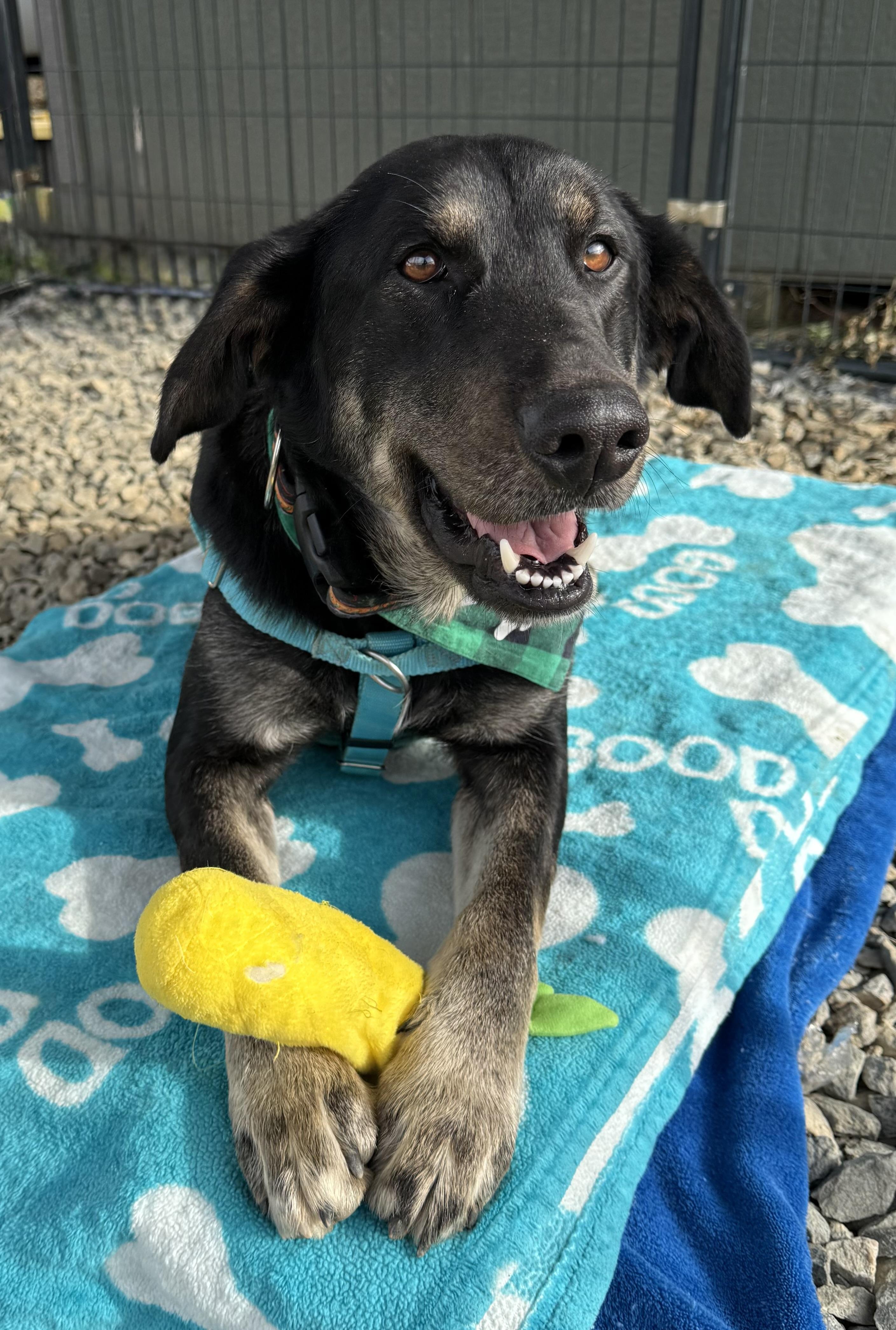 Enlarge Toaster Strudel , an adopted Shepherd in Marshall, NC image 3/6