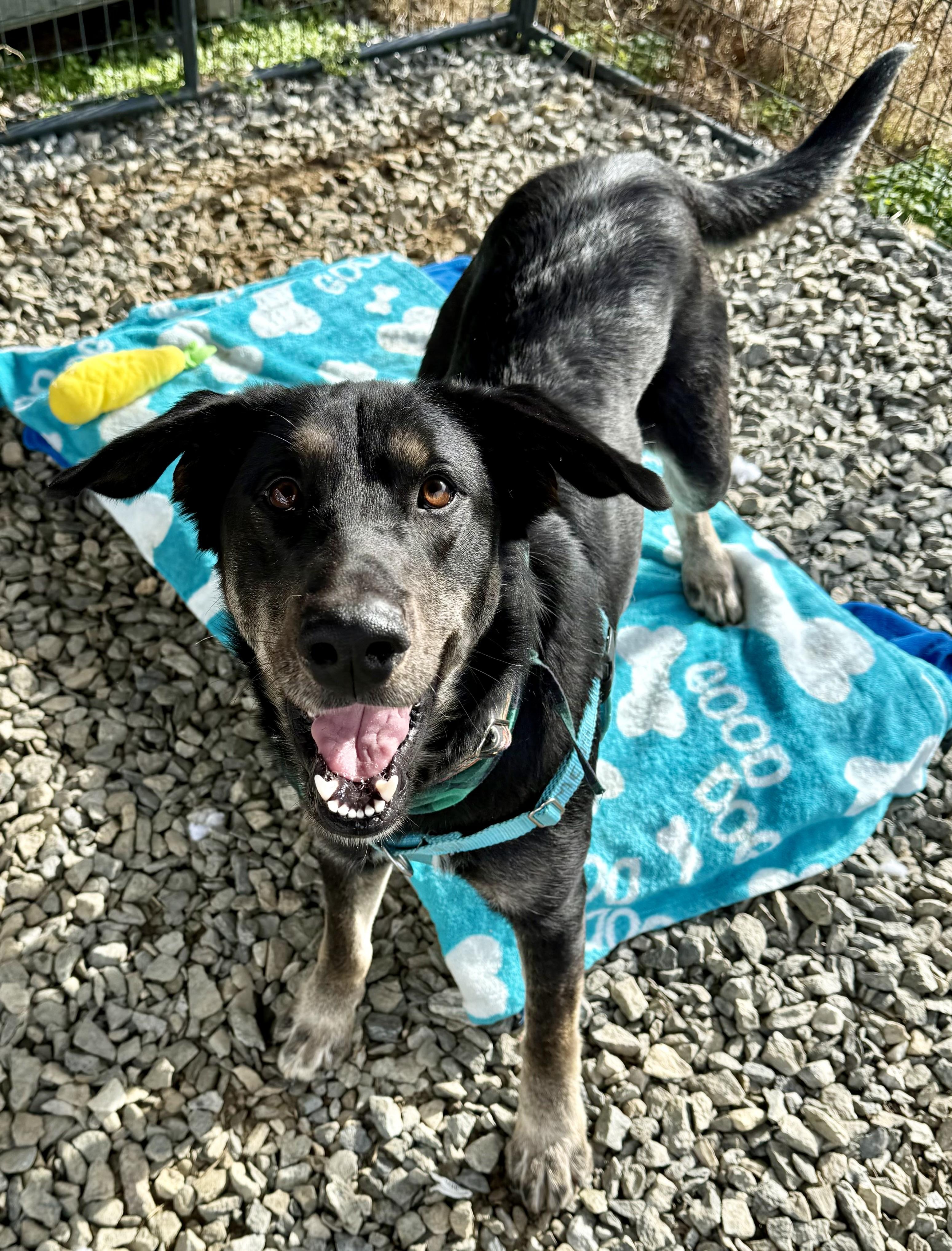 Toaster Strudel , adoptable, Young Male Shepherd.