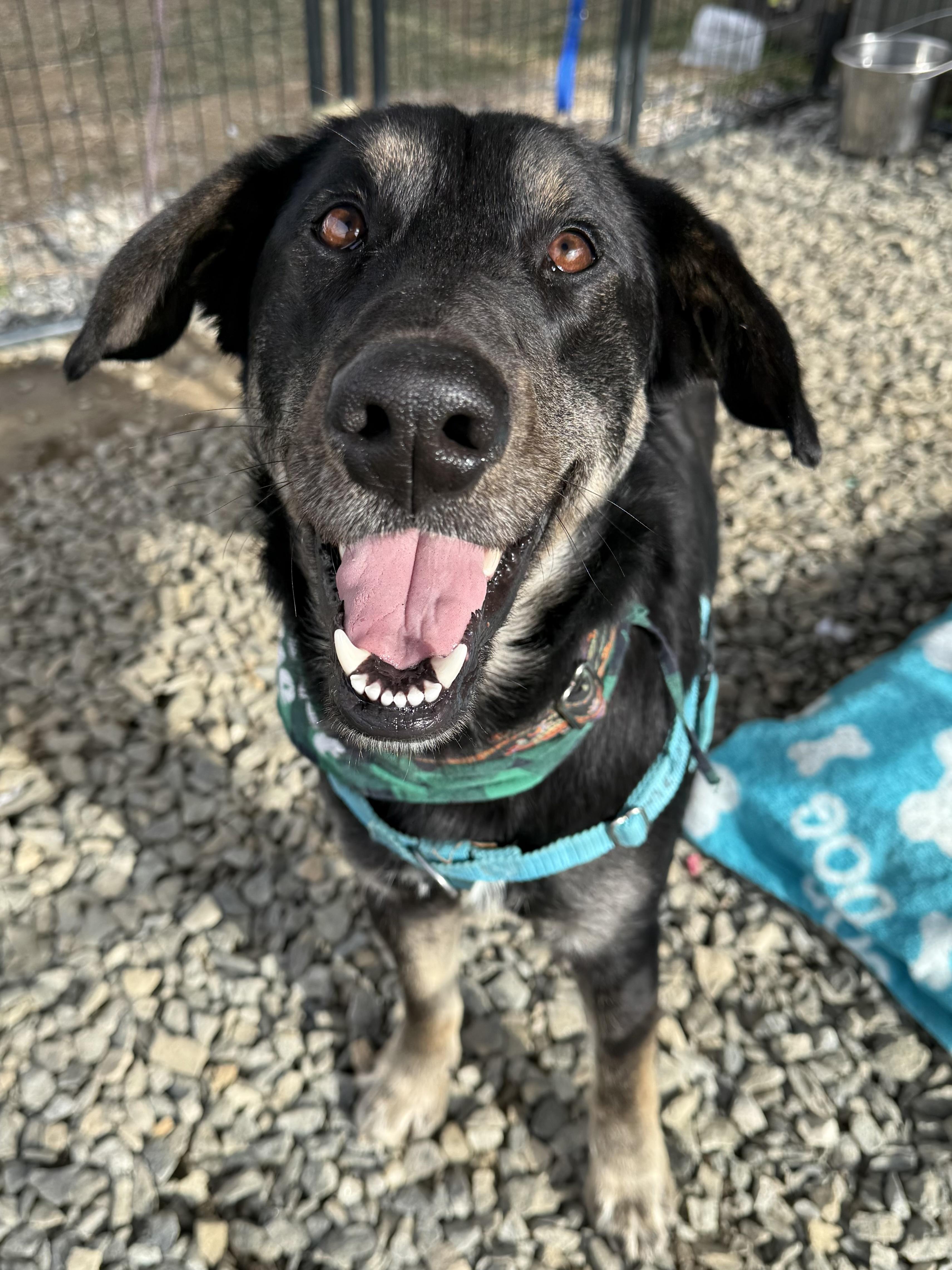 Enlarge Toaster Strudel , an adopted Shepherd in Marshall, NC image 2/6