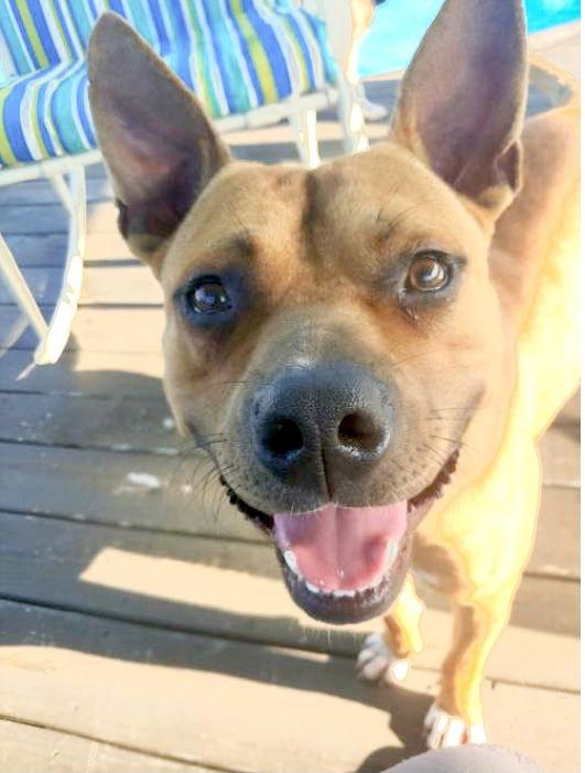 Enlarge Clyde (bonded to Bonnie), a Adoptable mixed breed in Holly Springs, NC image 1/6