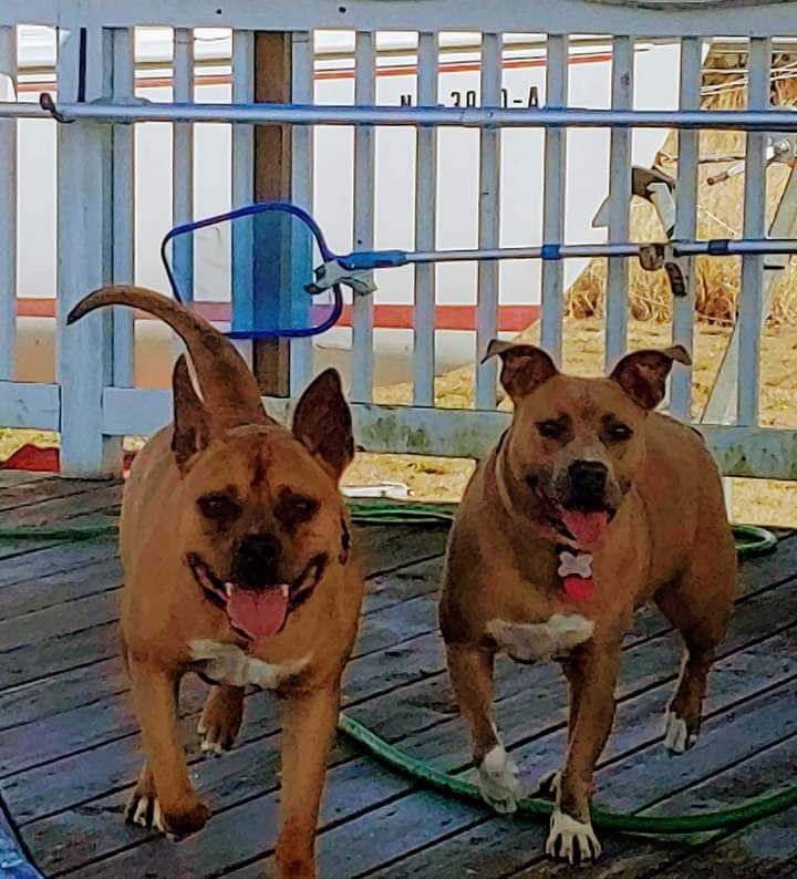 Enlarge Clyde (bonded to Bonnie), a Adoptable mixed breed in Holly Springs, NC image 3/6