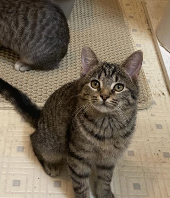 Vixen, Adoptable, Young Female Domestic Short Hair.