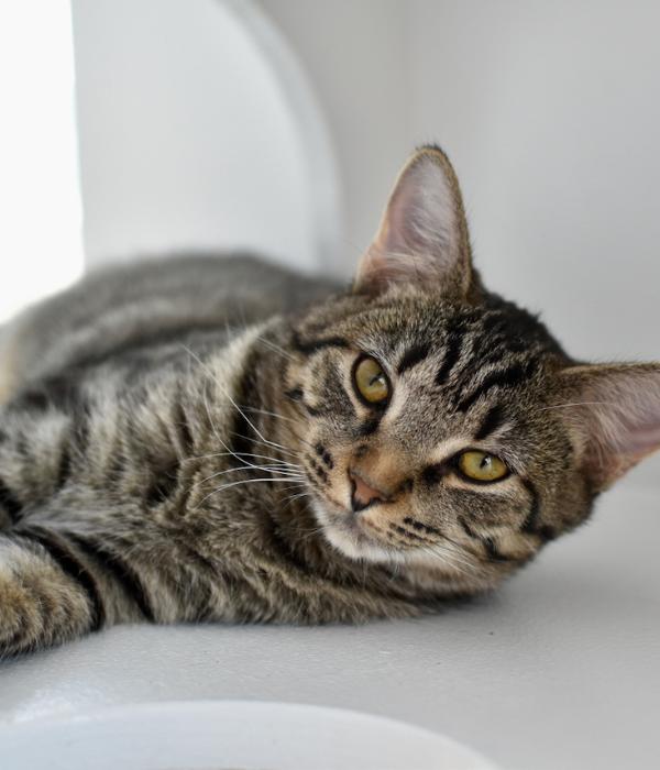 Vixen, Adoptable, Adult Female Domestic Short Hair.