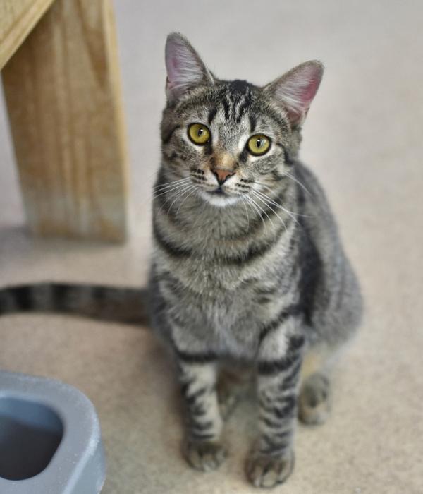 Vixen, a Adoptable Domestic Short Hair in Marietta, GA image 2/6