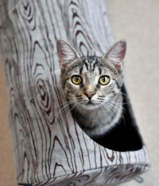 Vixen, a Adoptable Domestic Short Hair in Marietta, GA image 3/6