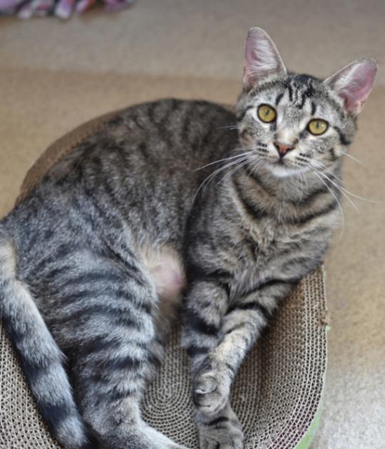 Vixen, a Adoptable Domestic Short Hair in Marietta, GA image 4/6