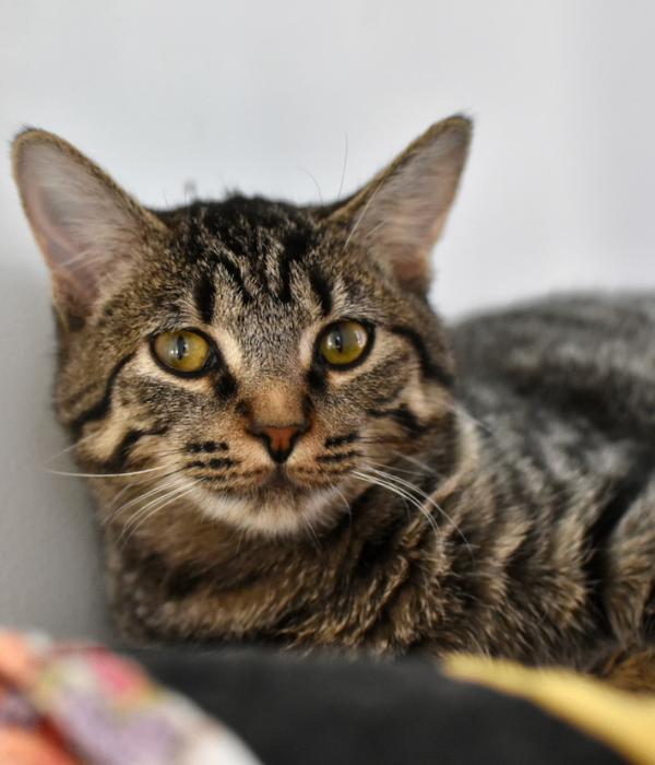 Enlarge Vixen, a Adoptable Domestic Short Hair in Marietta, GA image 3/6