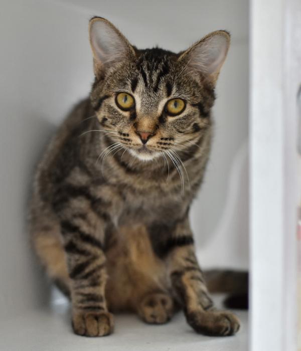 Enlarge Vixen, a Adoptable Domestic Short Hair in Marietta, GA image 4/6