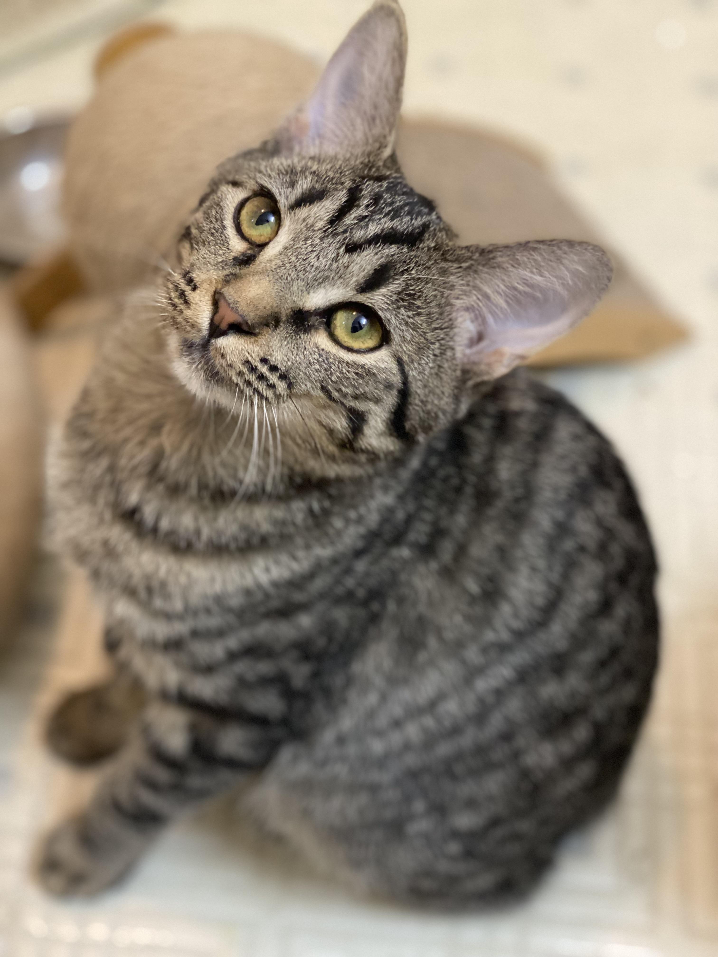Enlarge Vixen, a Adoptable Domestic Short Hair in Marietta, GA image 5/6