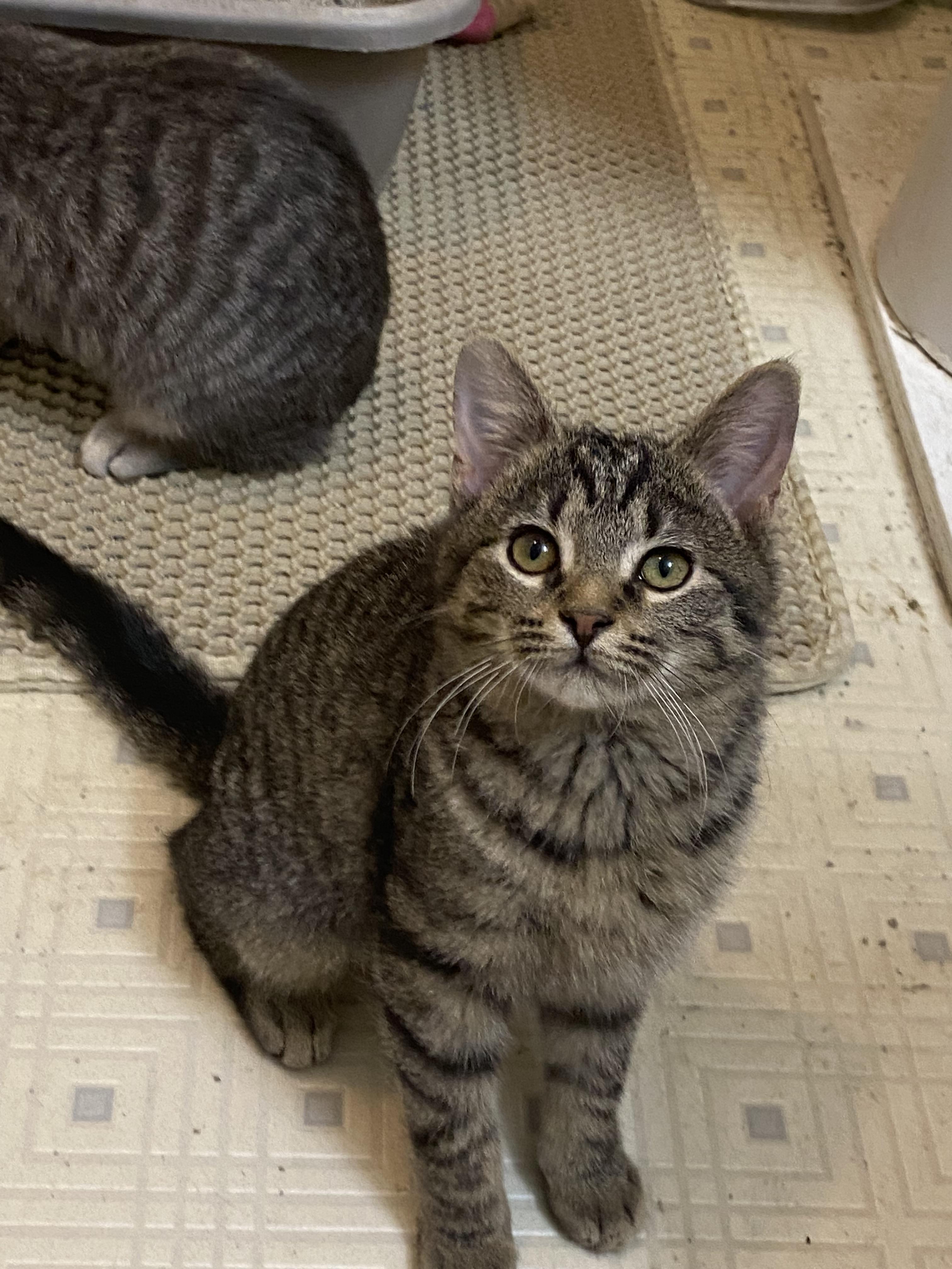 Enlarge Vixen, a Adoptable Domestic Short Hair in Marietta, GA image 6/6