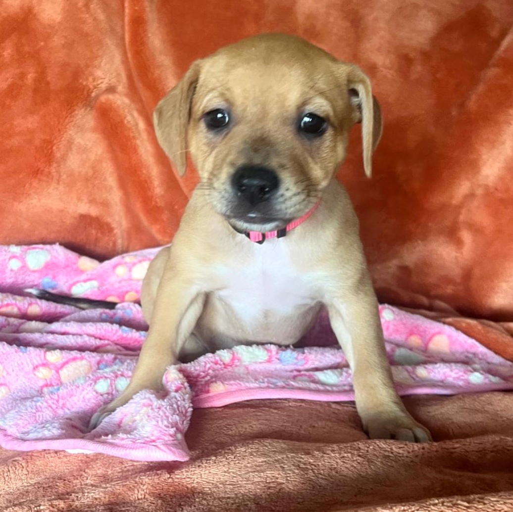 Enlarge Bloom, an adopted mixed breed in Warren, RI image 4/6