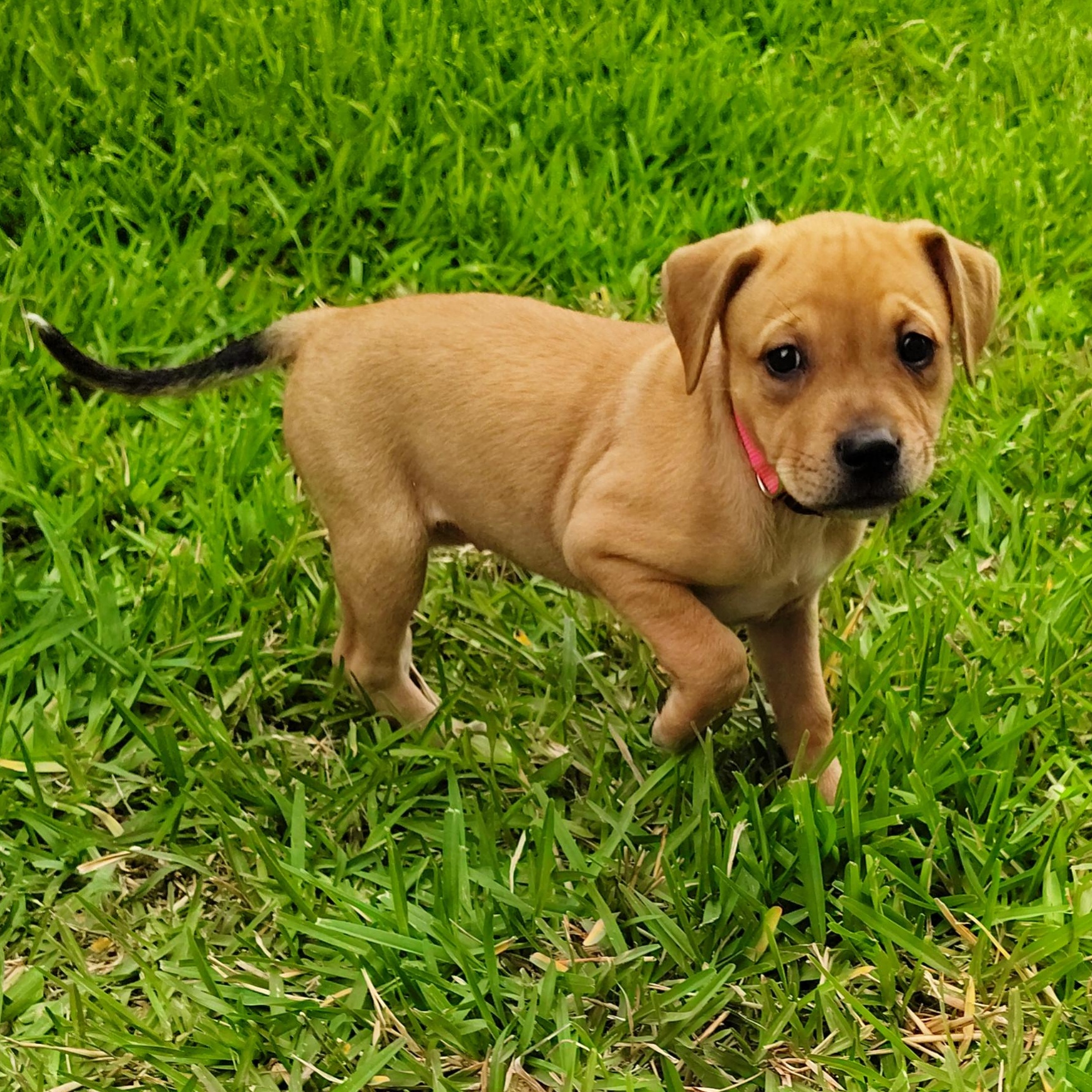 Enlarge Bloom, an adopted mixed breed in Warren, RI image 3/6