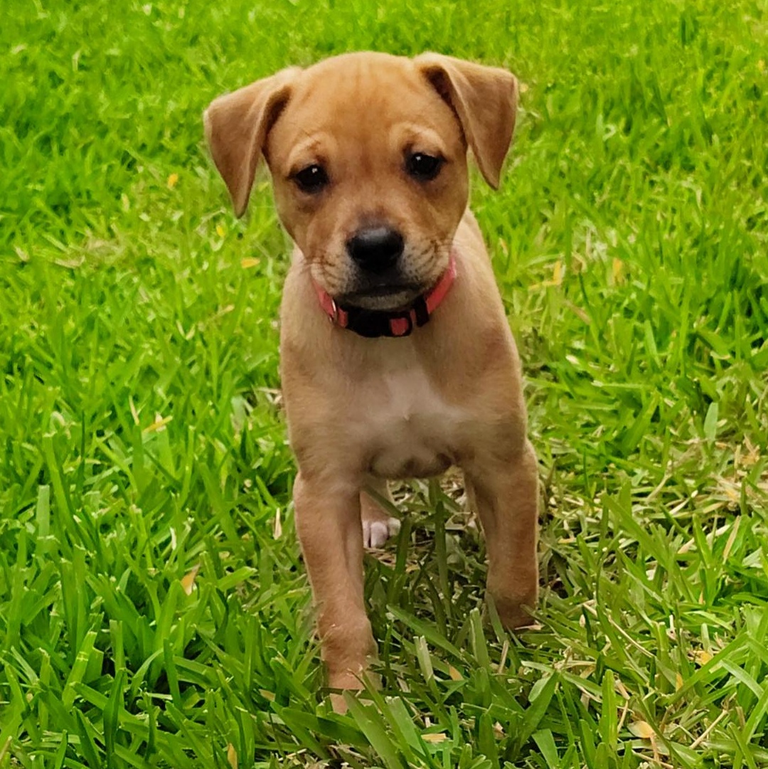 Enlarge Bloom, an adopted mixed breed in Warren, RI image 5/6