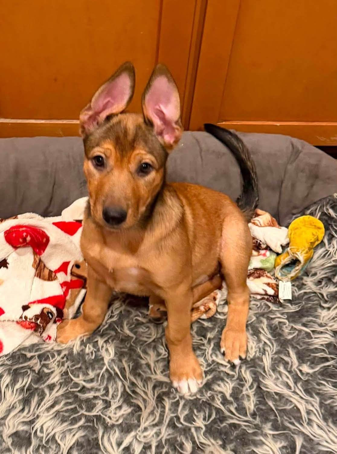 Enlarge Cayenne, a Adoptable mixed breed in Phoenix, AZ image 1/3