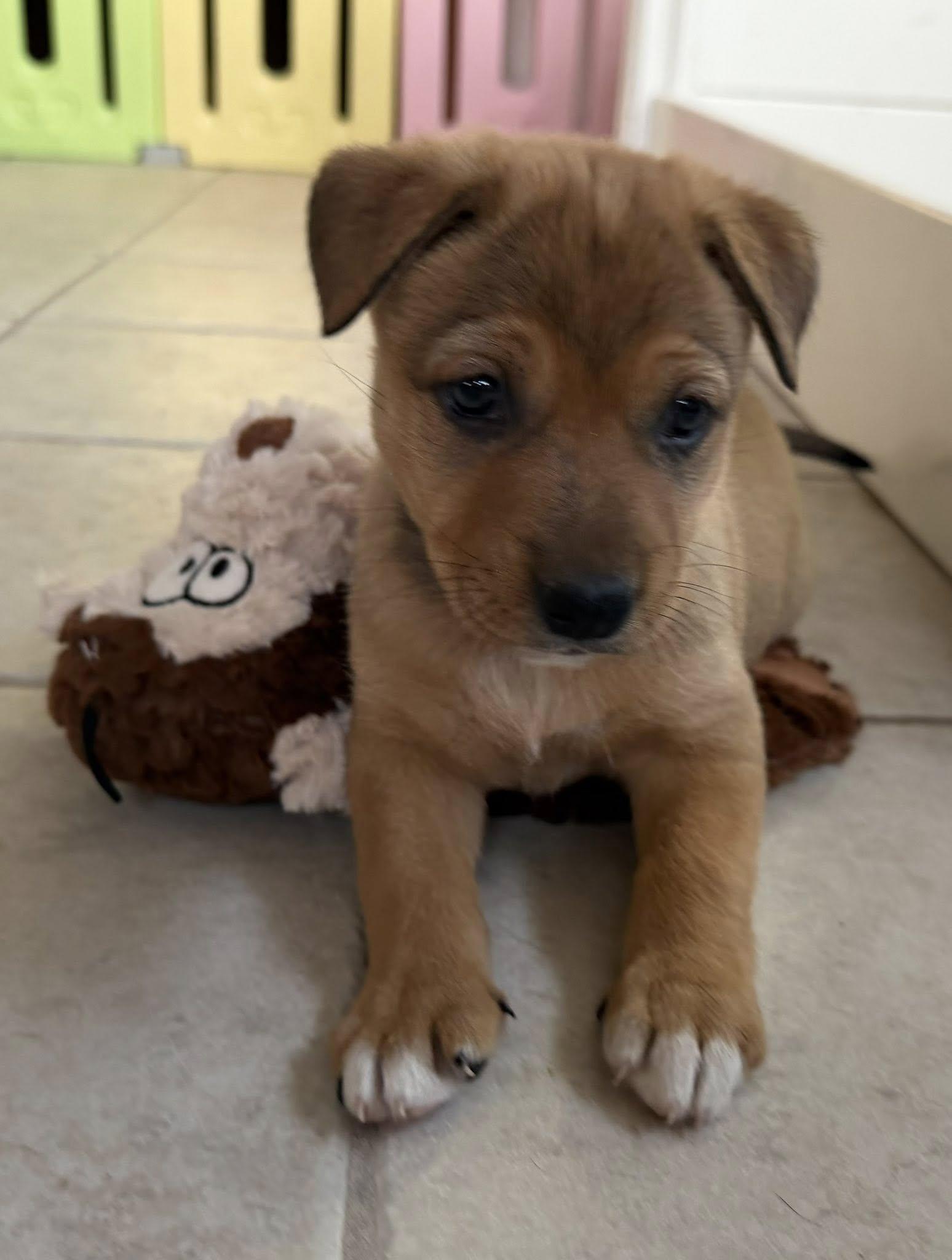 Enlarge Cayenne, a Adoptable mixed breed in Phoenix, AZ image 2/3