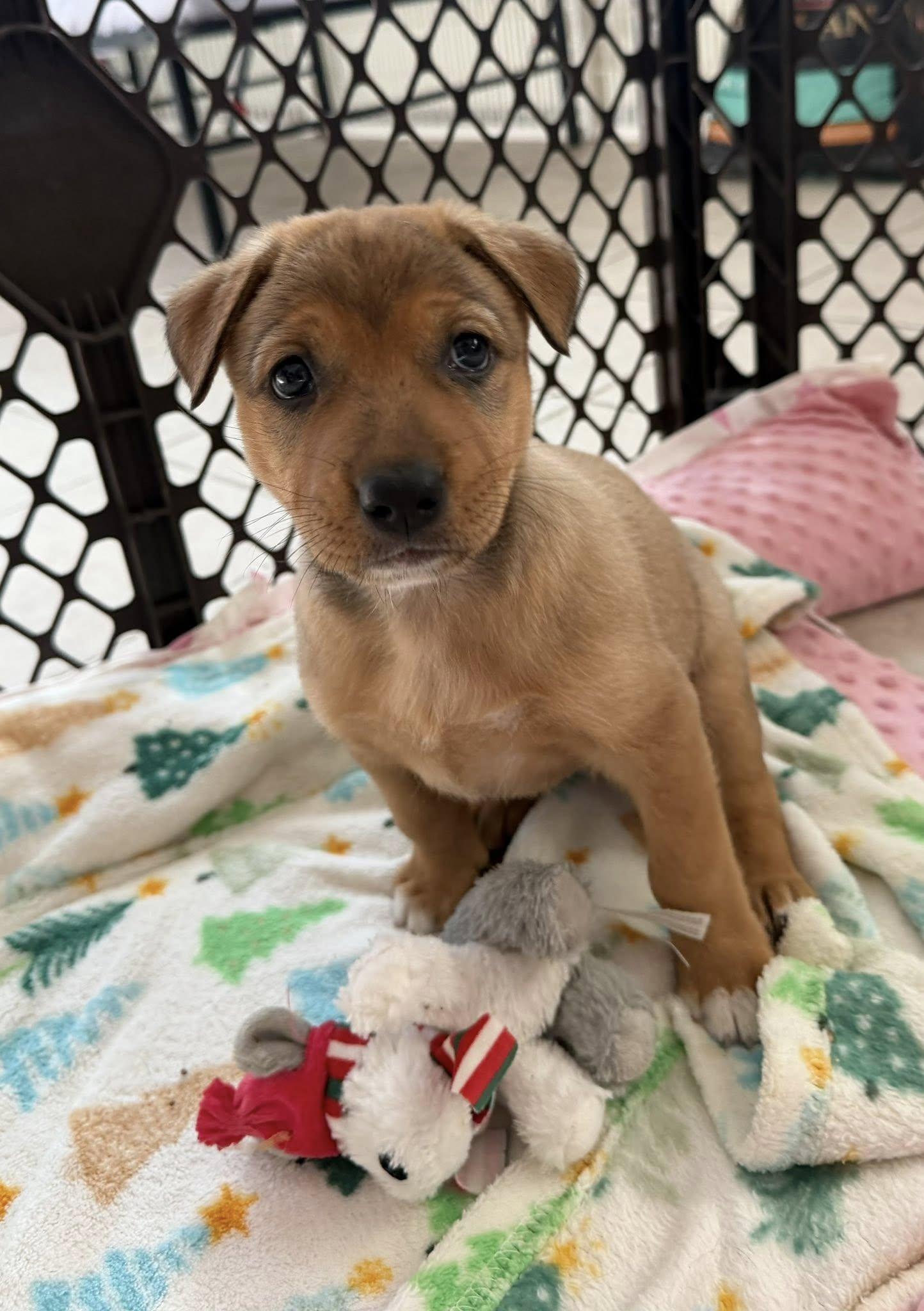 Enlarge Cayenne, a Adoptable mixed breed in Phoenix, AZ image 3/3