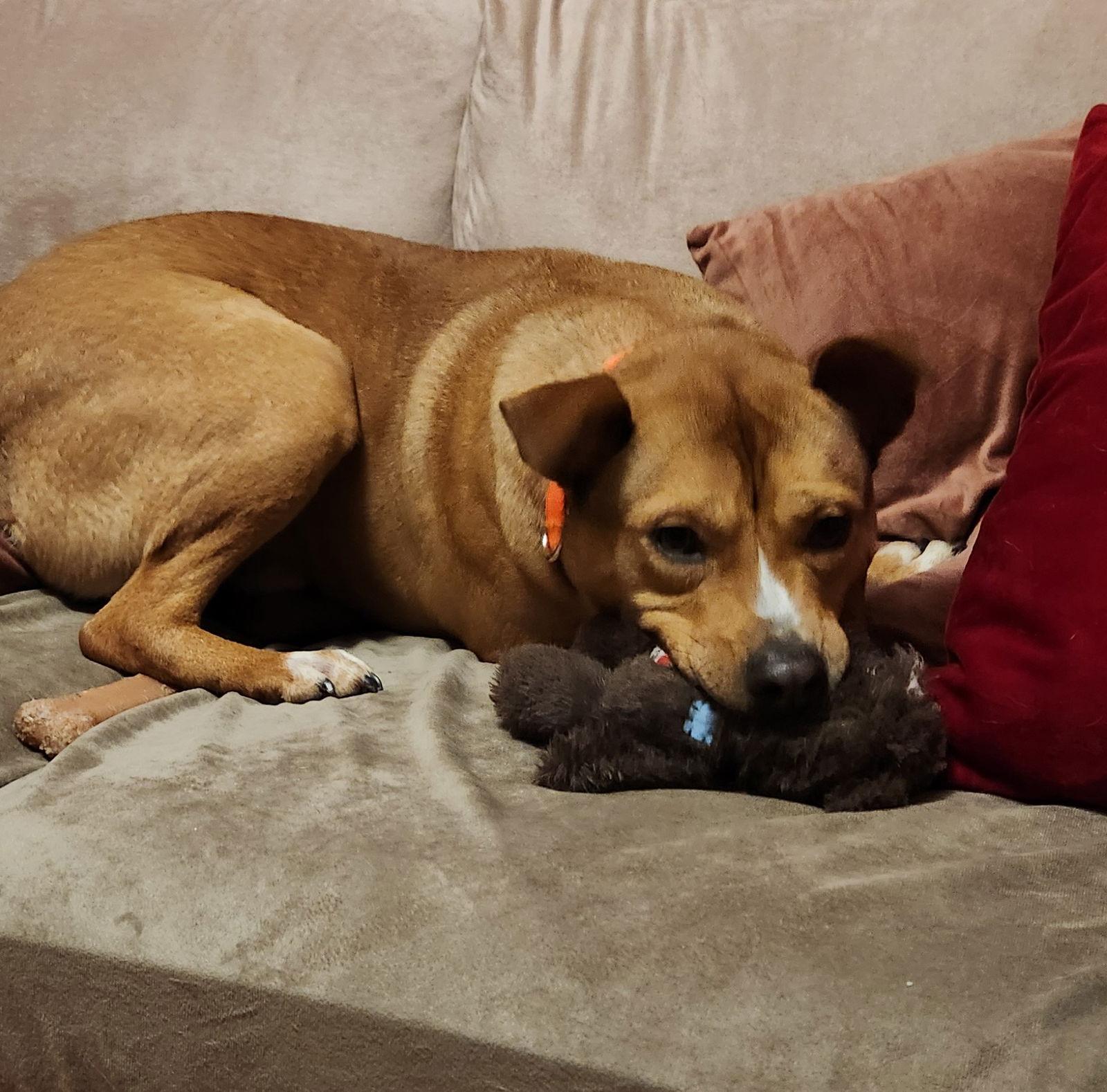 Enlarge Dingo, a Adoptable Labrador Retriever in Doylestown, PA image 1/3