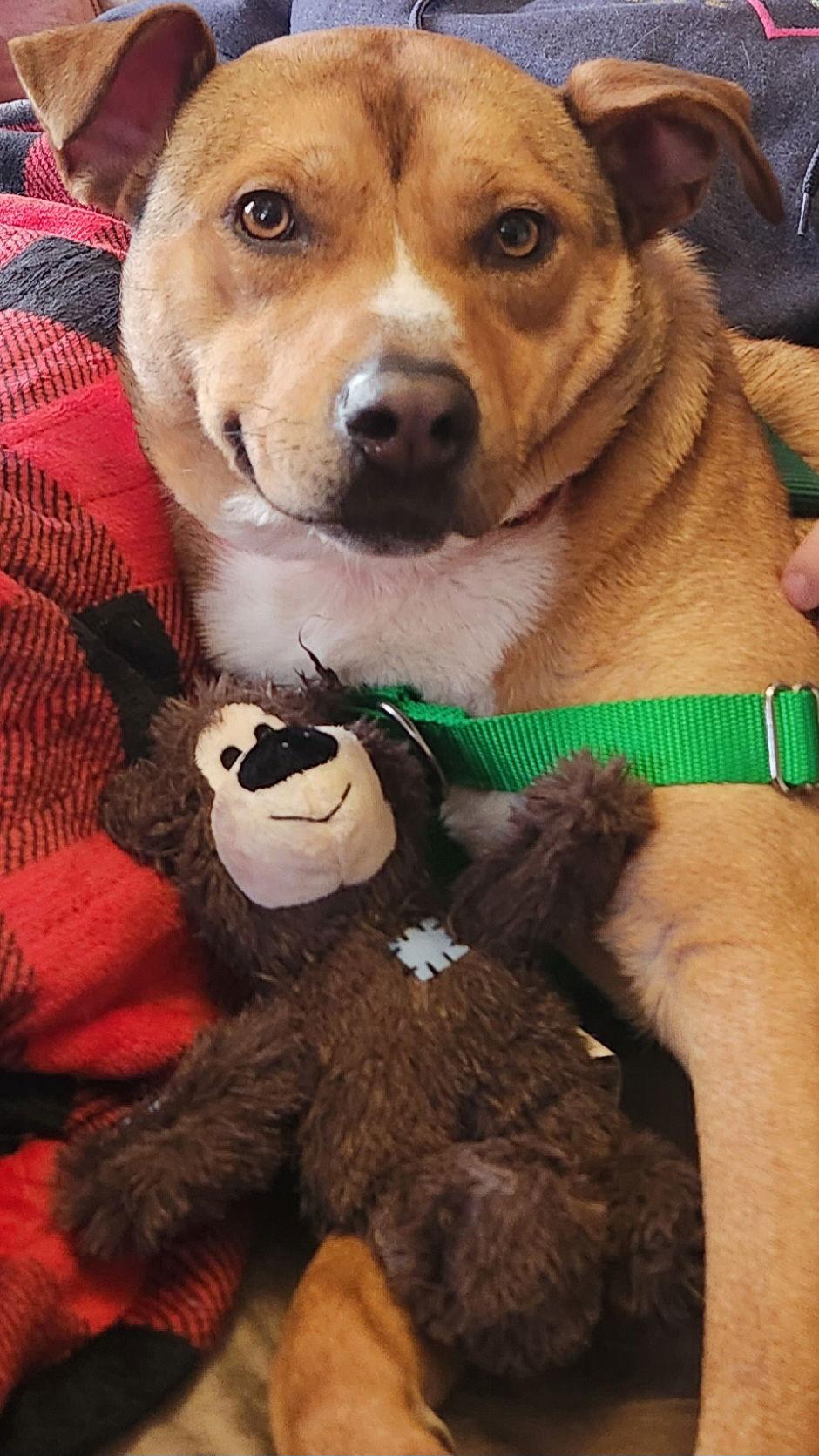 Enlarge Dingo, a Adoptable Labrador Retriever in Doylestown, PA image 3/3