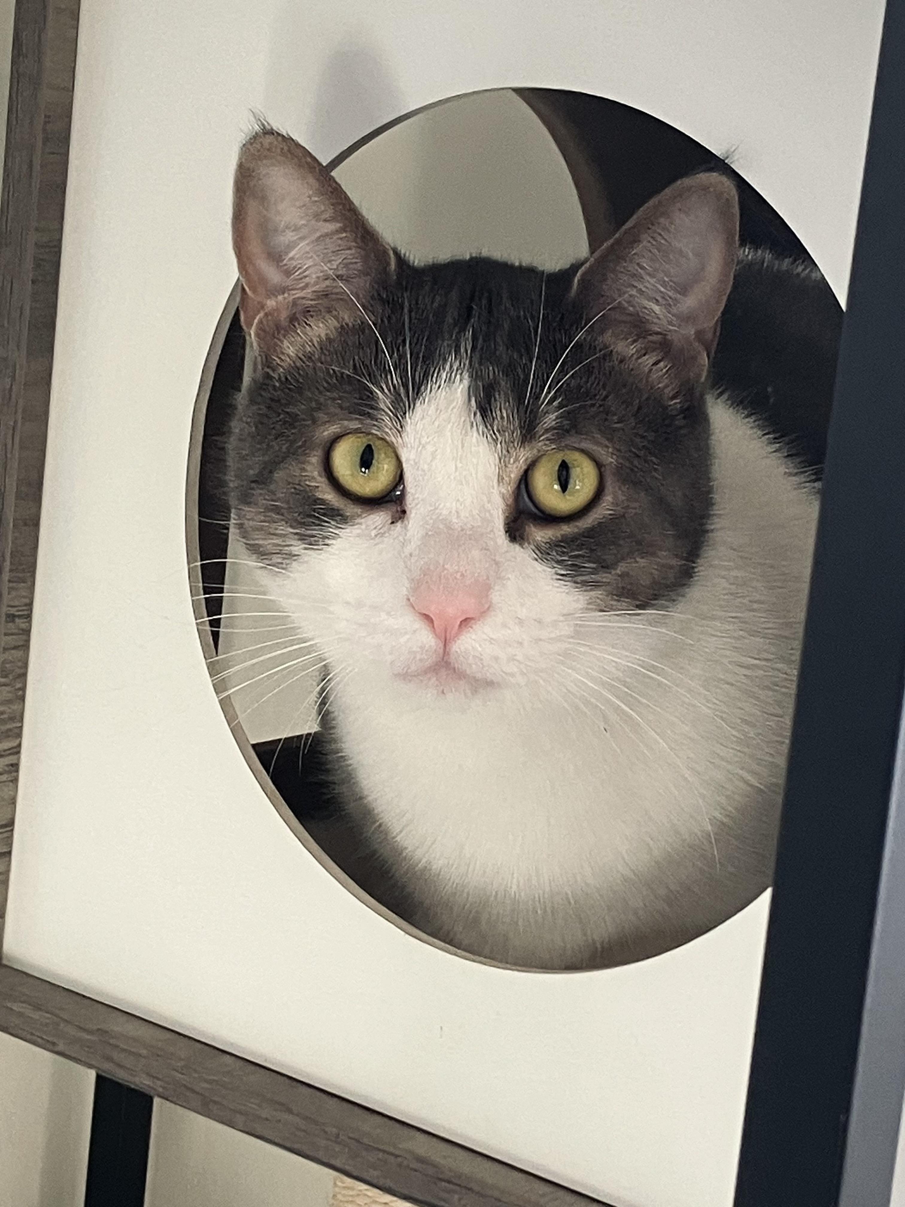 ADORABLE ASH, a Adoptable mixed breed in Stoney Creek, ON image 2/3